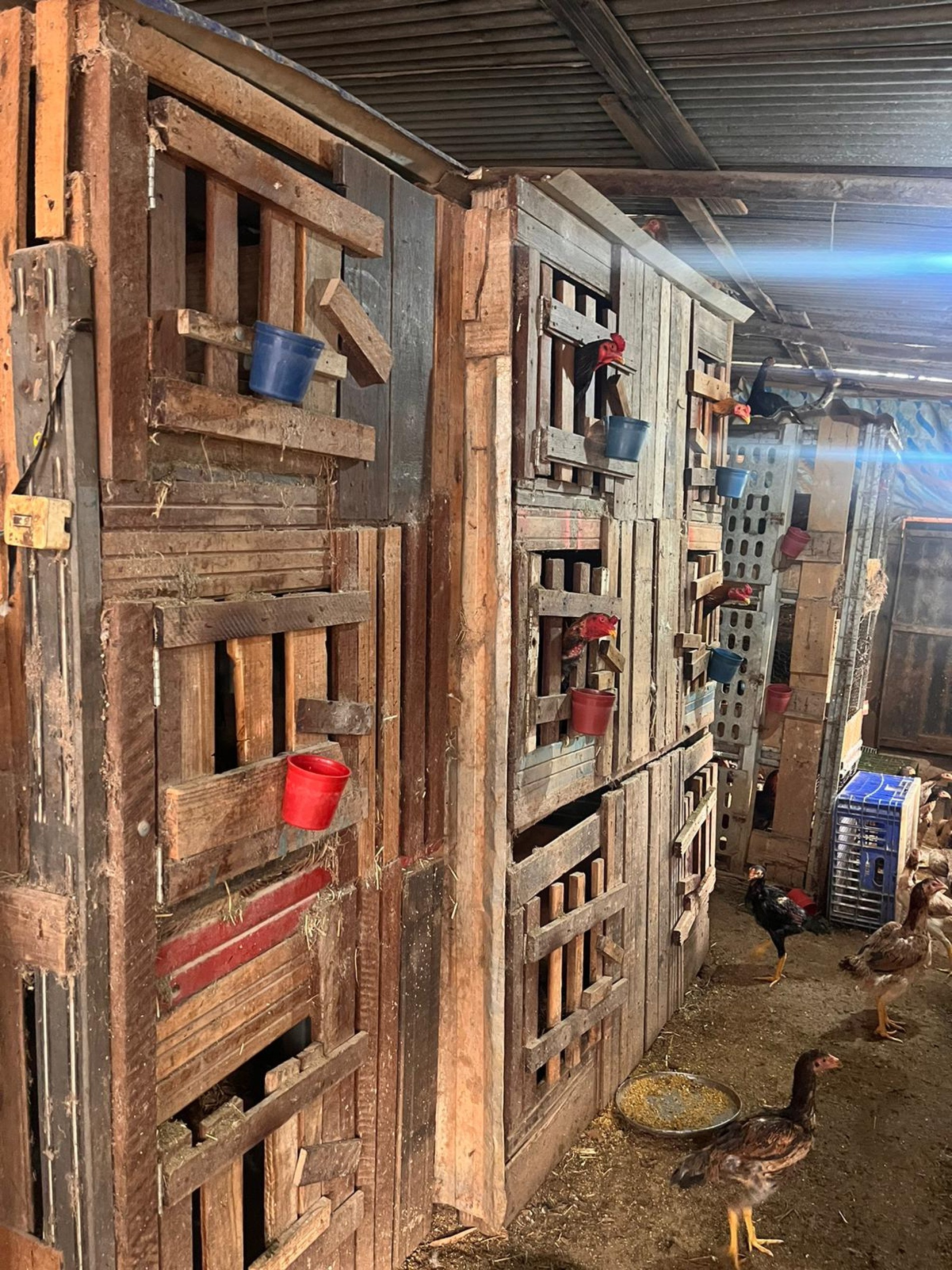 Todos os 49 galos eram mantidos em um espaço pequeno, sem ventilação e expostos ao sol