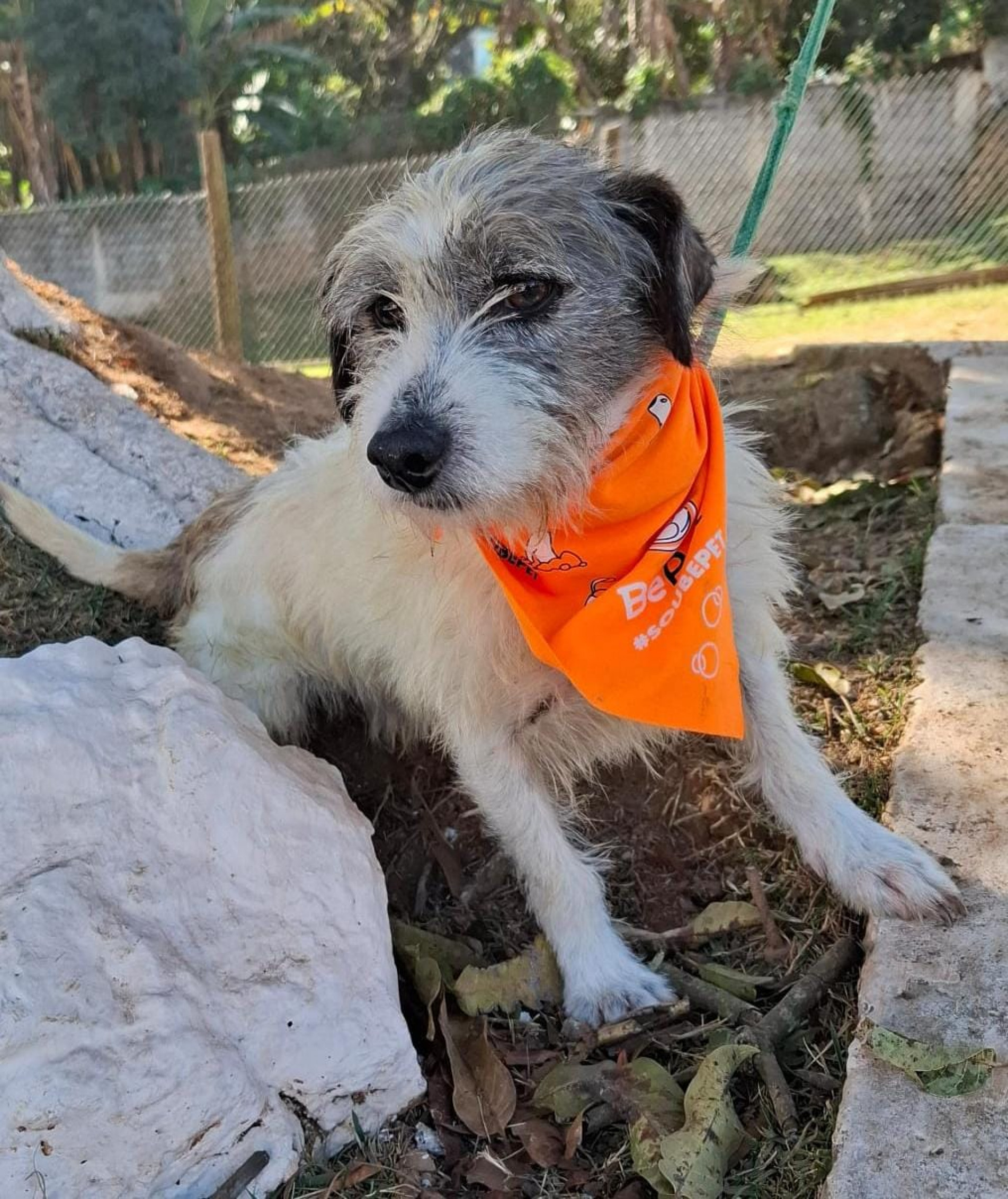 A feira de adoção será no Shopping Granja Olga