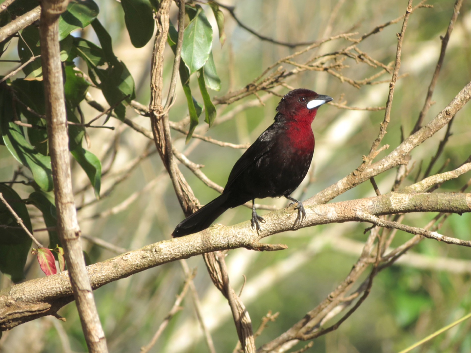 A plumagem vermelha e preta fazem desse pássaro uma obra de arte
