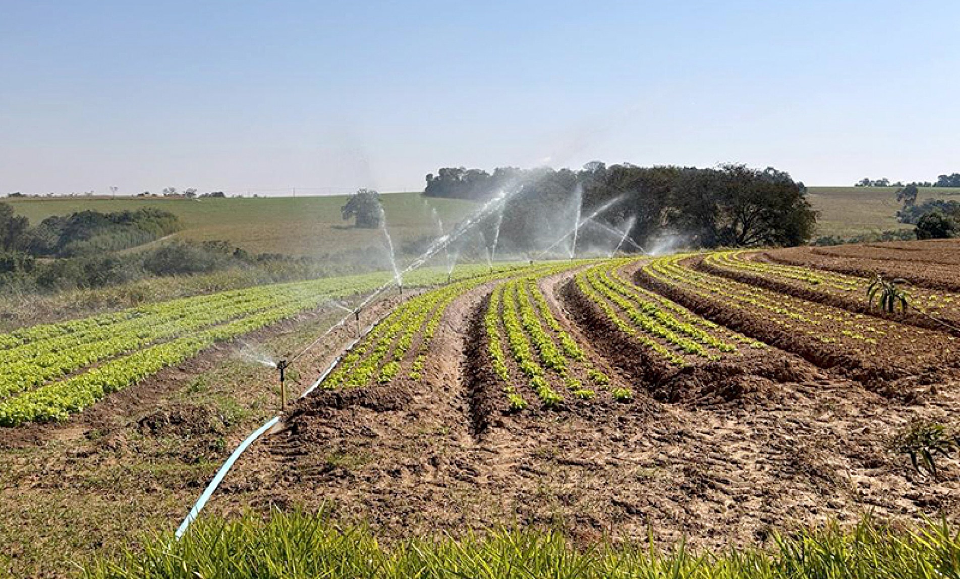 Agricultores têm gastos maiores com irrigação para garantir a umidade 
do solo