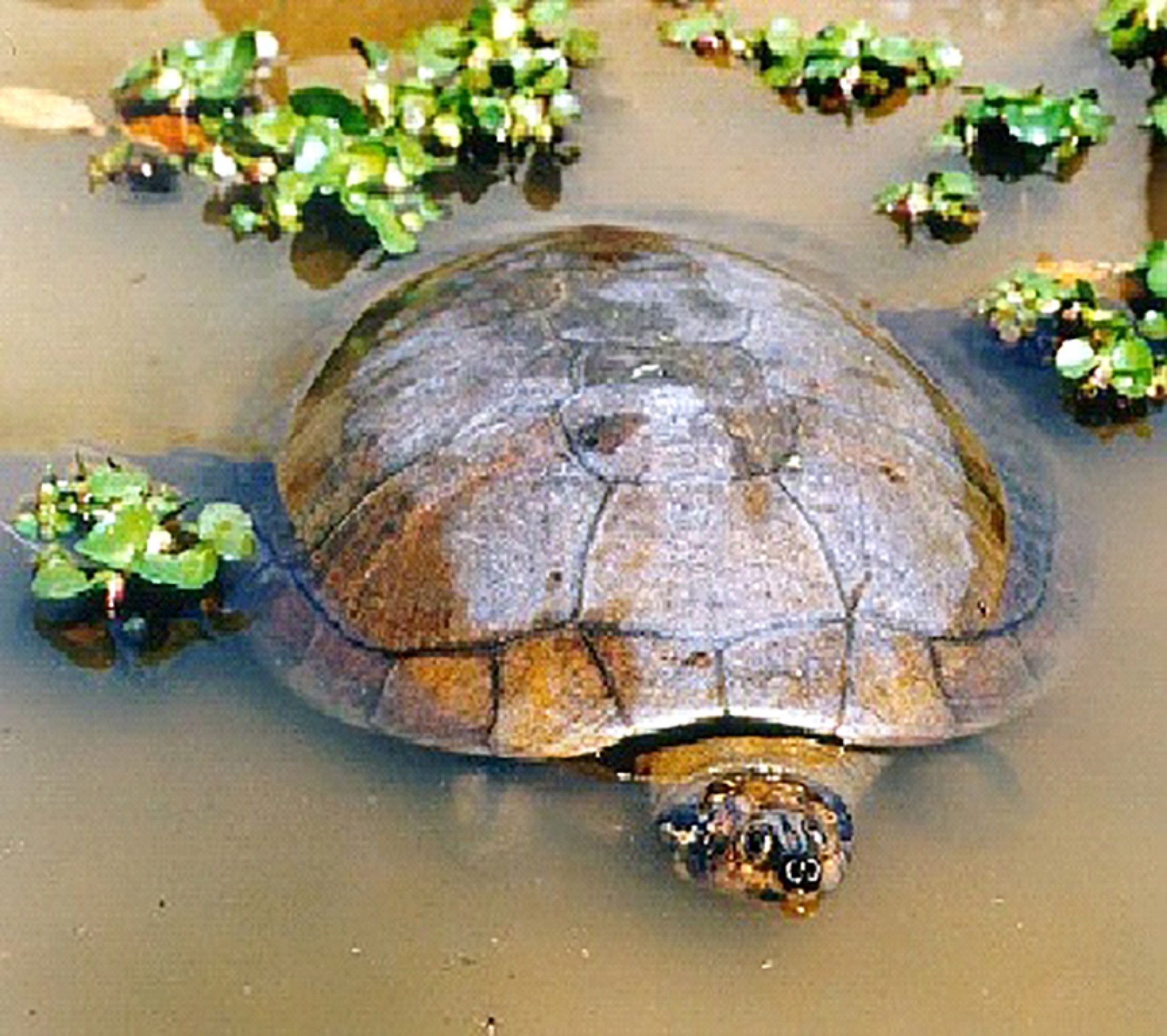 As tartarugas-da-amazônia chegam a 75 kg e podem ter mais de 90 centímetros de comprimento