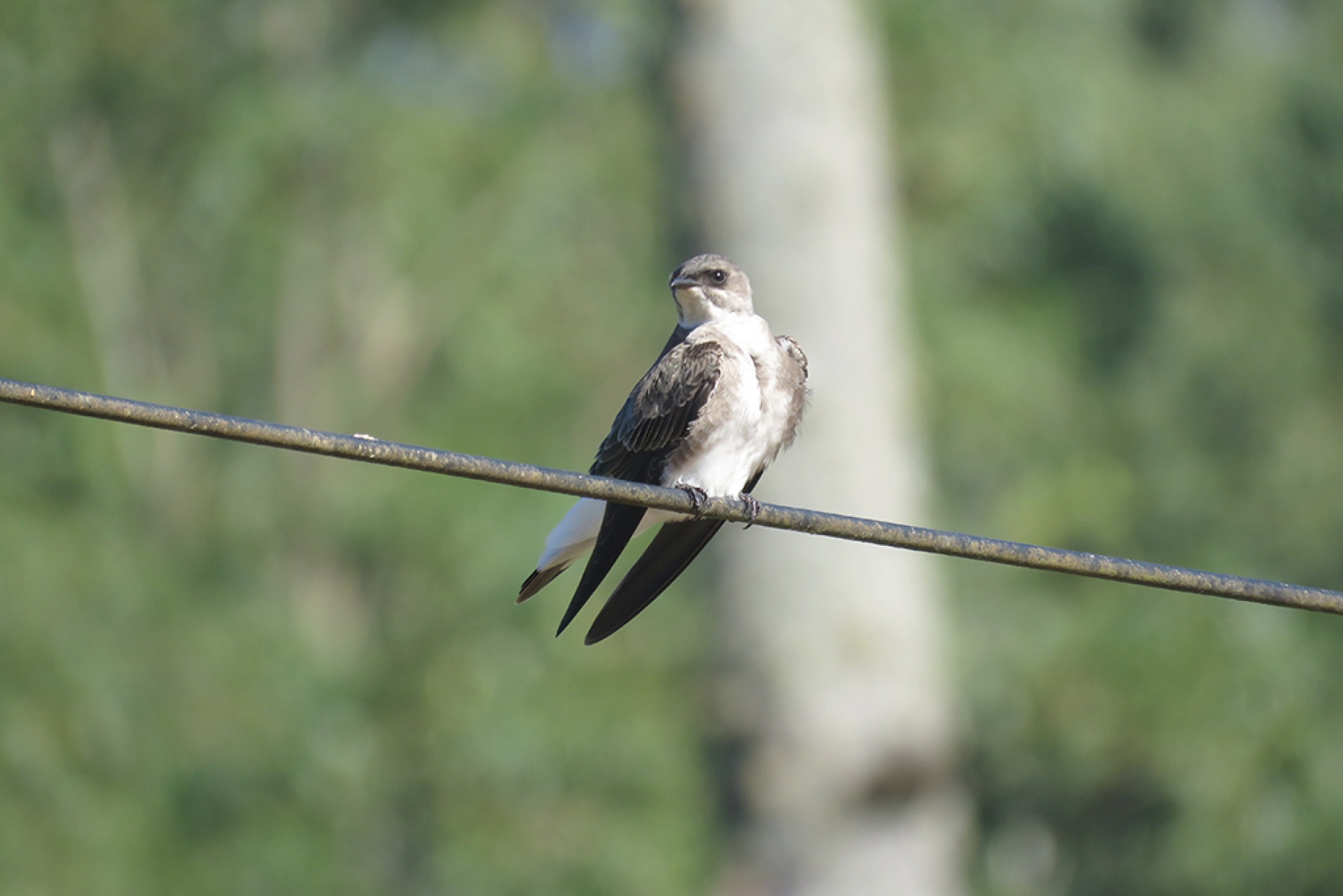 Algumas populações viajam grandes distâncias durante a época de migração
