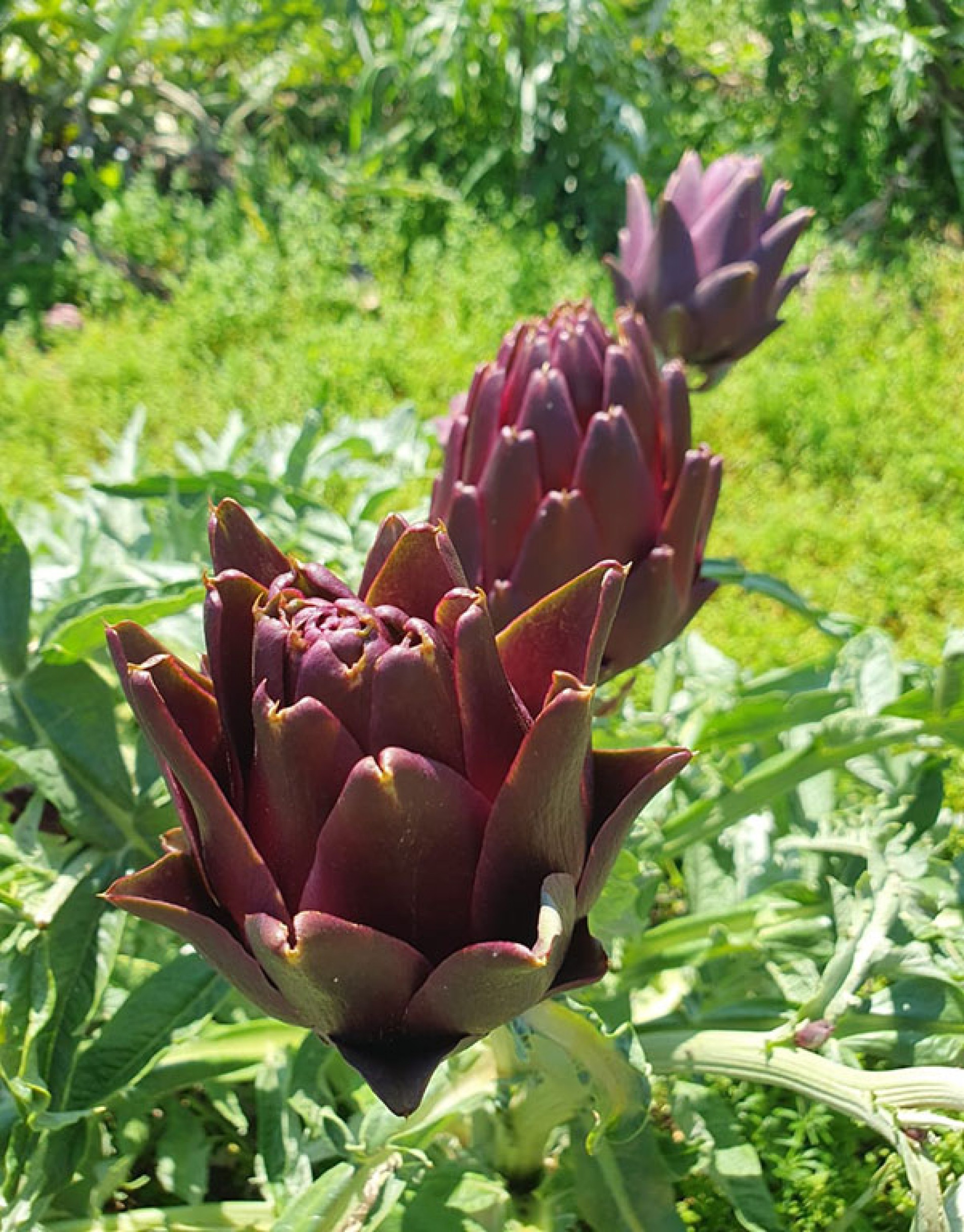 Alcachofra é usada tanto em receitas simples como sofisticadas 
