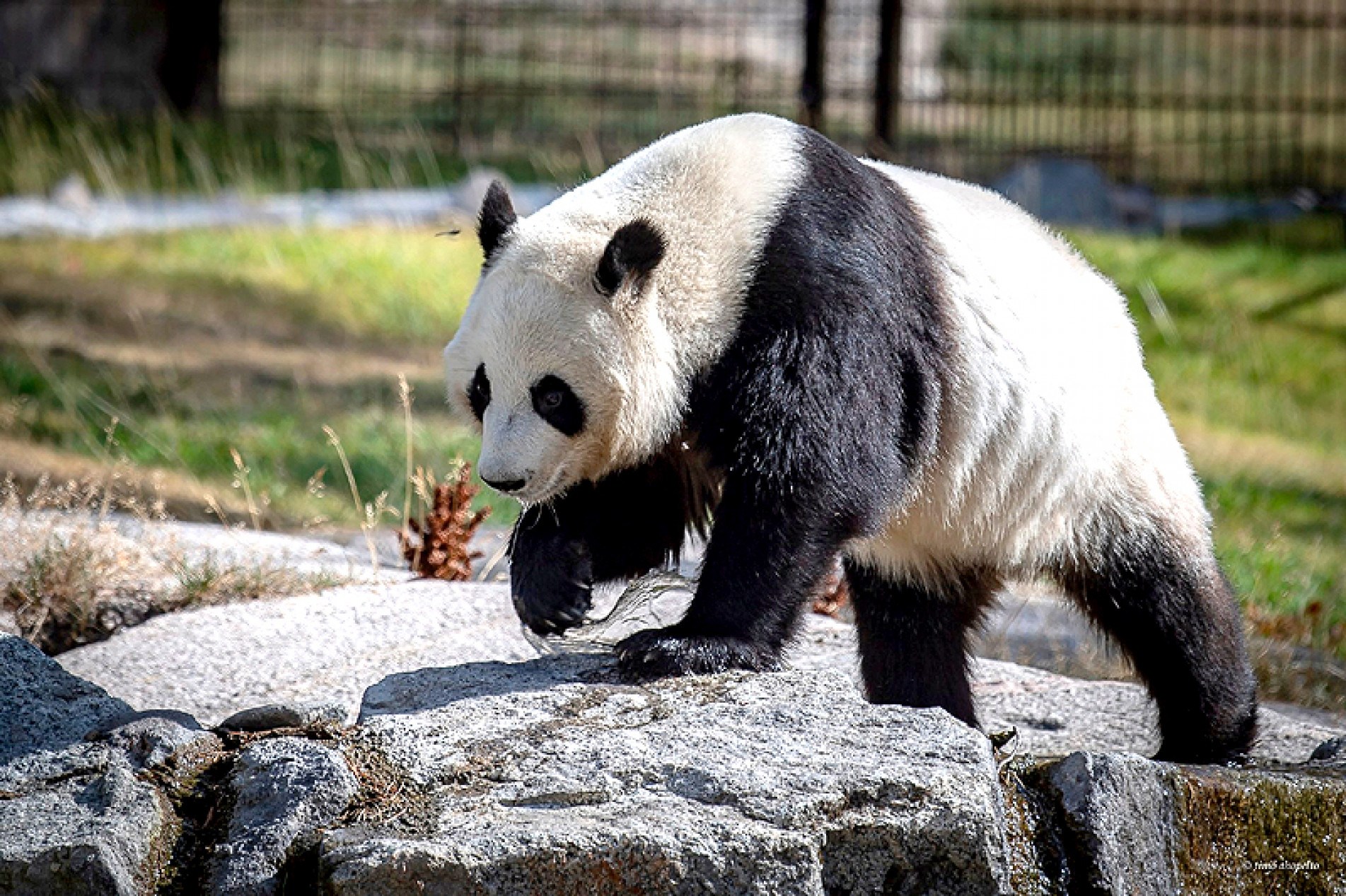 Animais vivem atualmente na 
Finlândia e voltarão para a China 
até o fim deste ano
