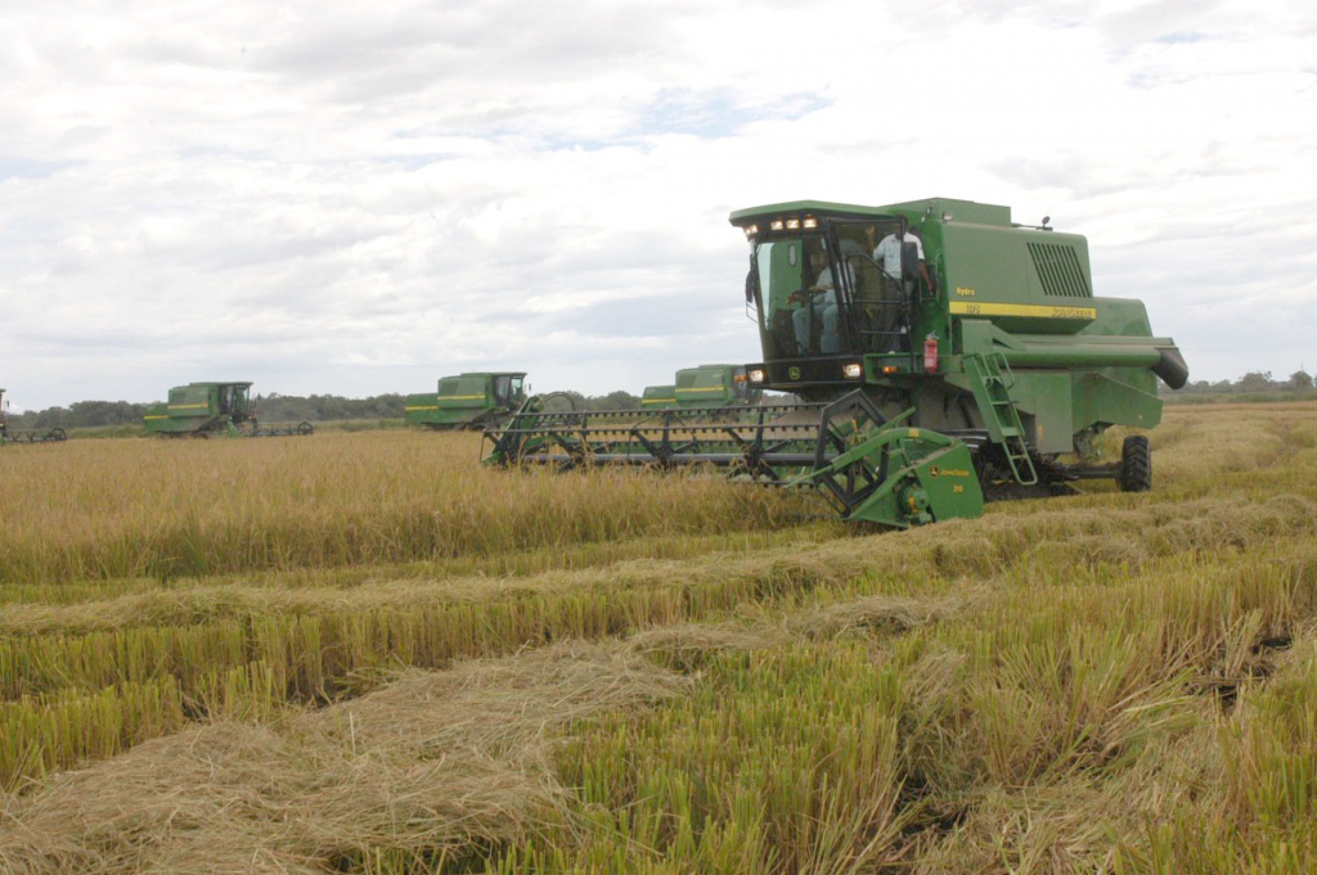 São esperados aumentos de 2,4% na colheita de arroz e de 5,5% na de feijão
