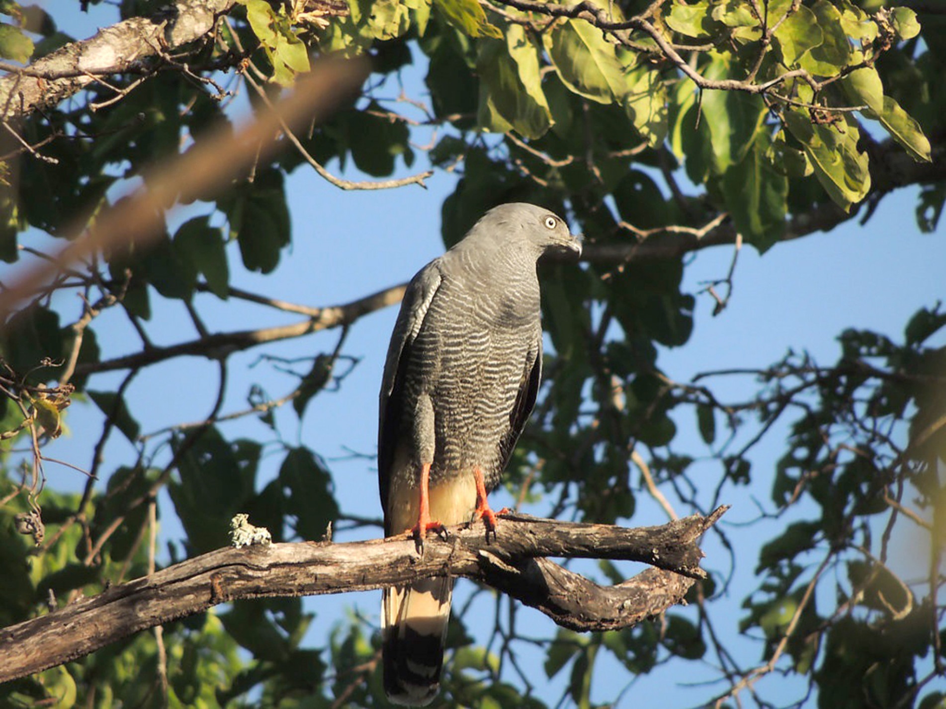 De cor cinza e com listras finas negras, mede de 43 a 50 centímetros de comprimento
