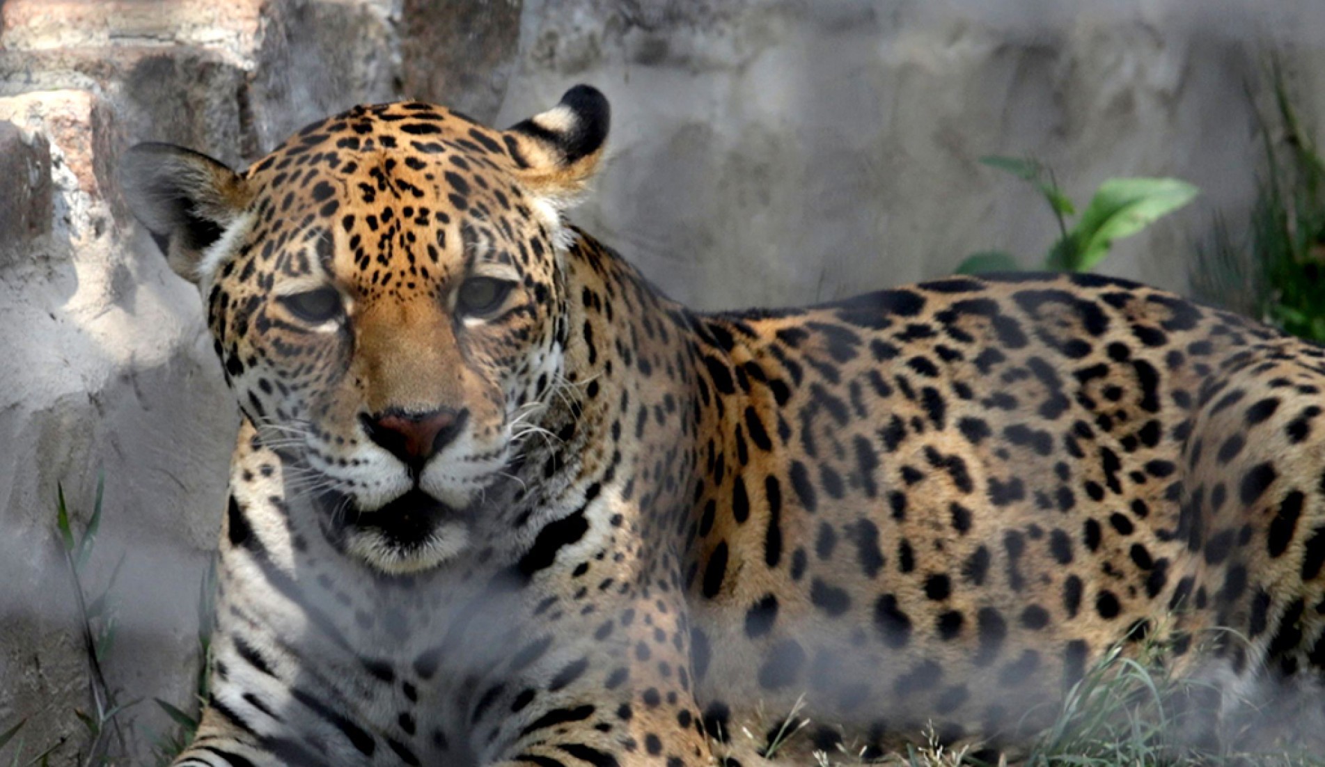 Funcionários que limpam os recintos dos felinos seguem protocolos de segurança 