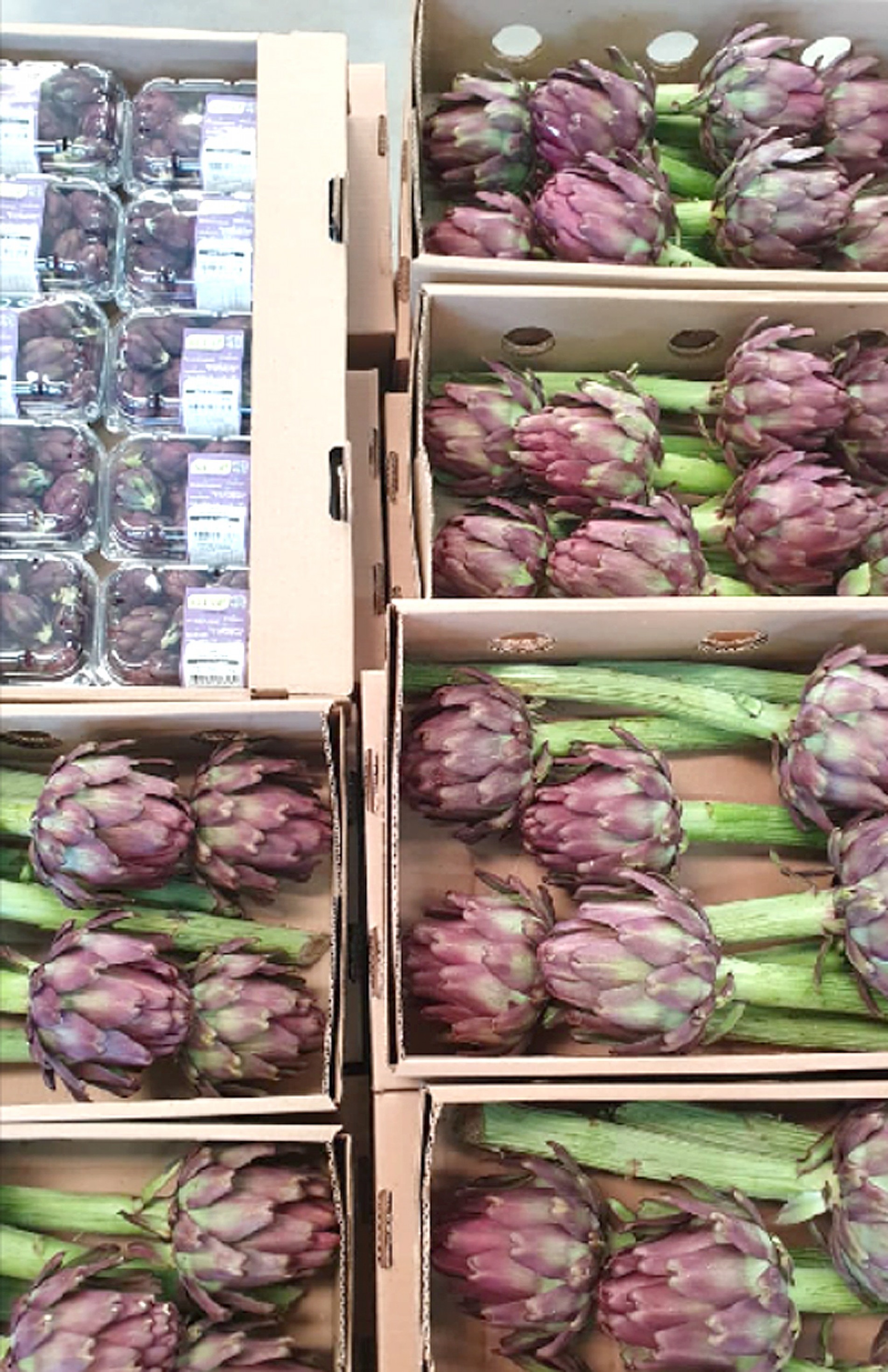 Alcachofra também é cultivada em Ibiúna e São Roque, na RMS
