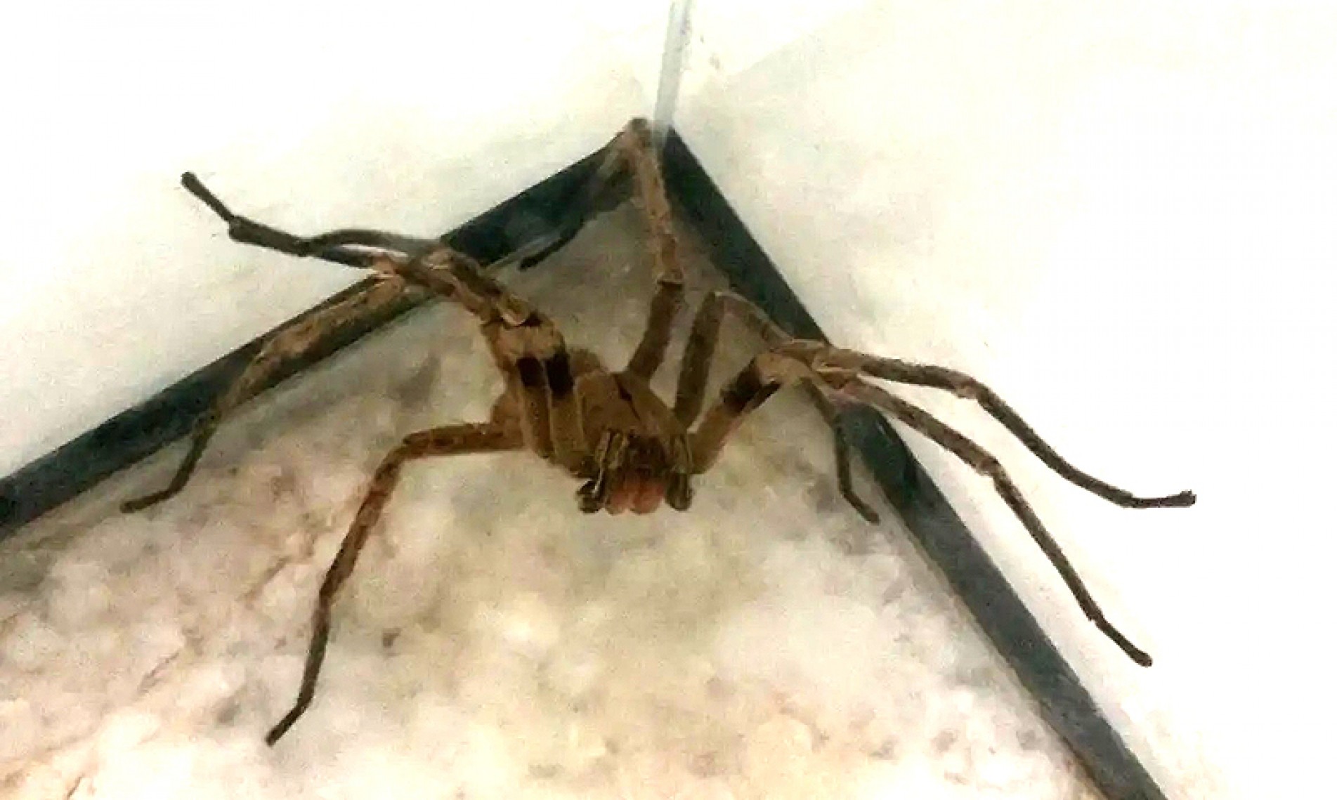 As aranhas são o segundo maior causador de envenenamentos no Brasil
