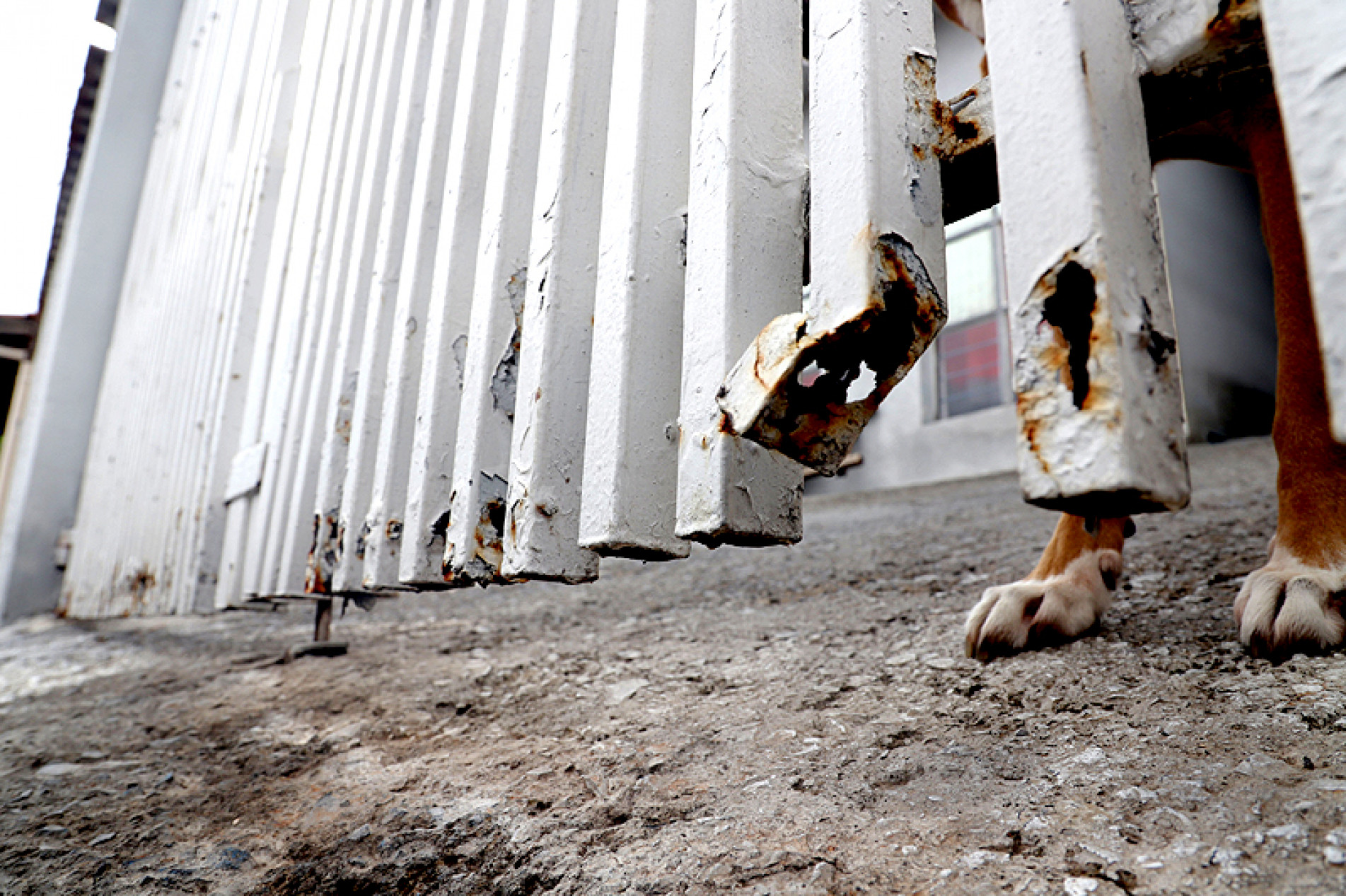 Barras da grade metálica foram entortadas no ataque 
