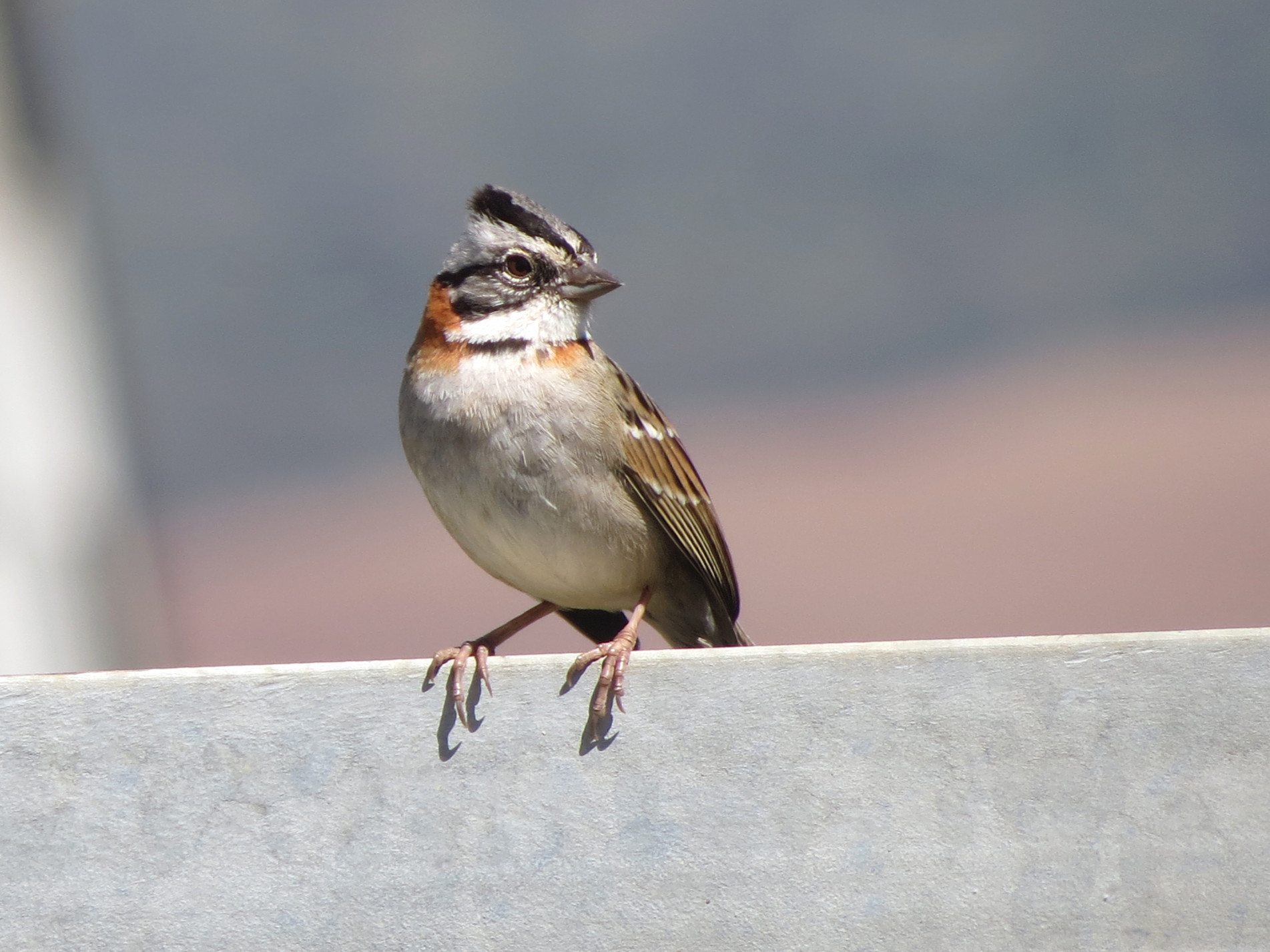 Esta pequena ave adora lugares abertos, como campos, jardins e parques
