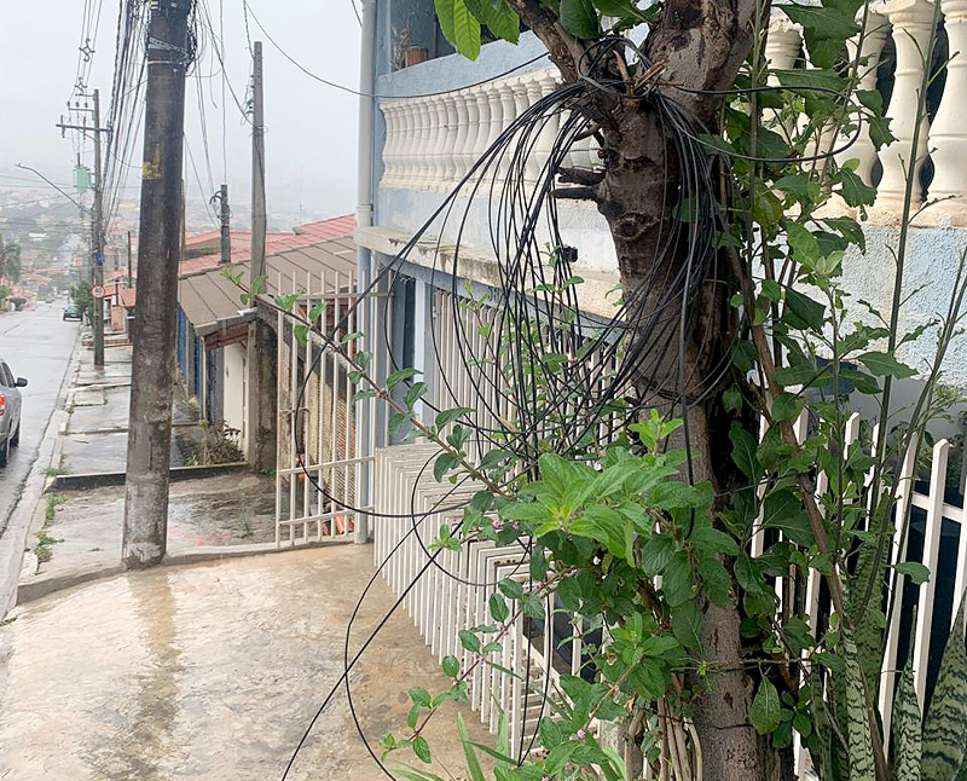 Em Votorantim, fio é enrolado em uma árvore