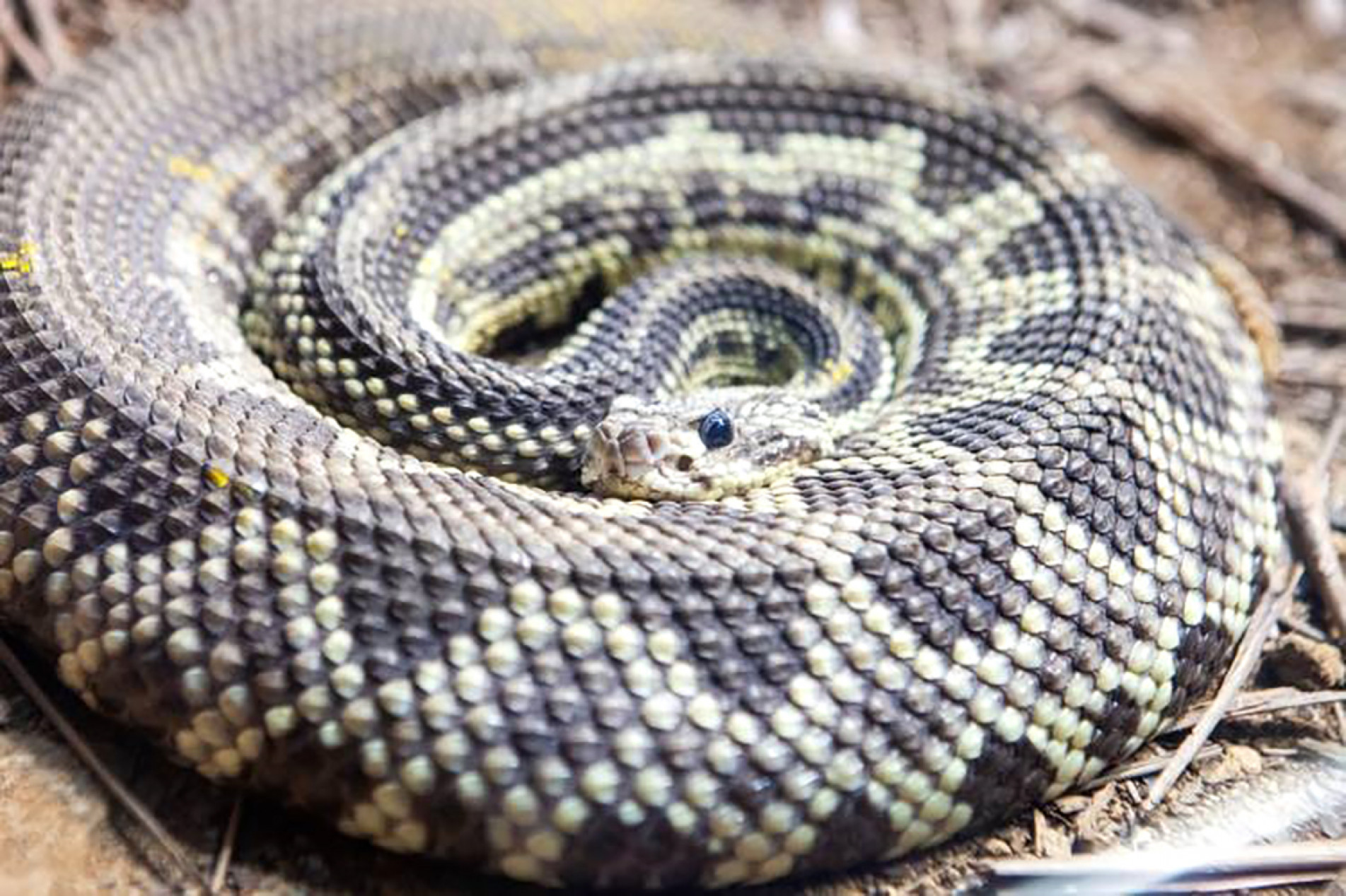  As cobras não conseguem produzir calor sozinhas
