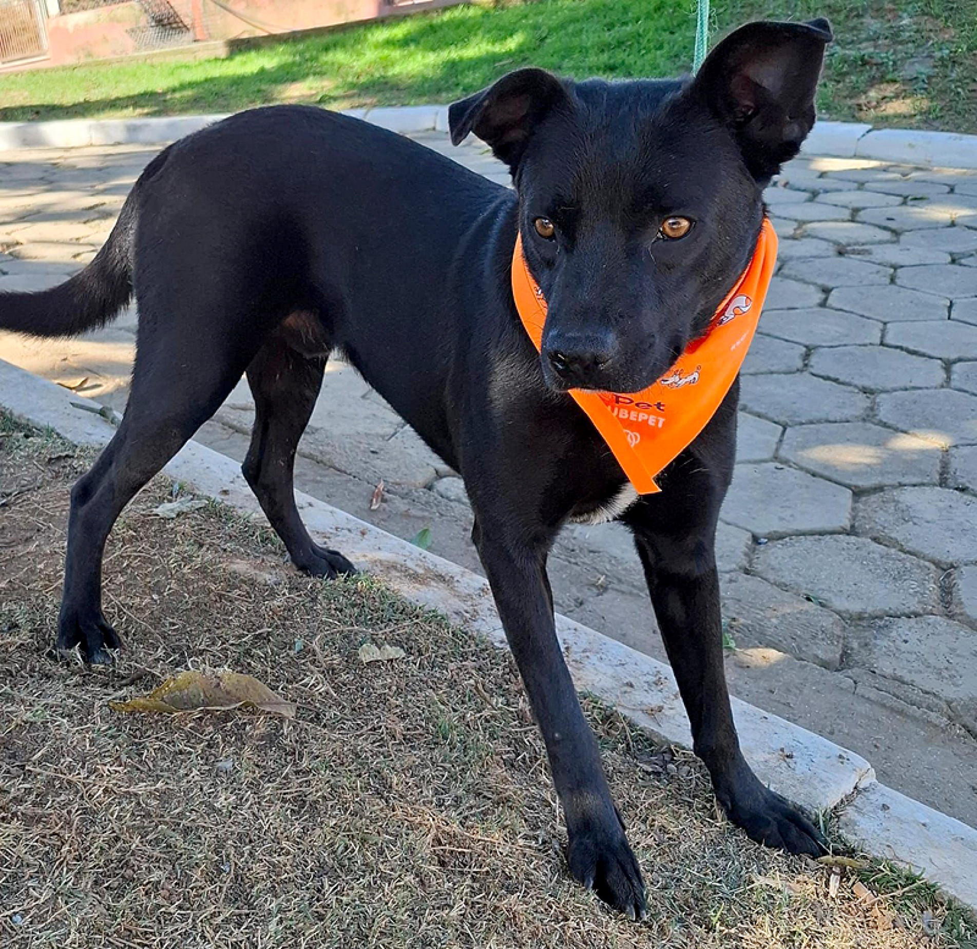 ‘D + uma chance, adote uma vida!’ acontece no sábado (16), das 9h às 13h
