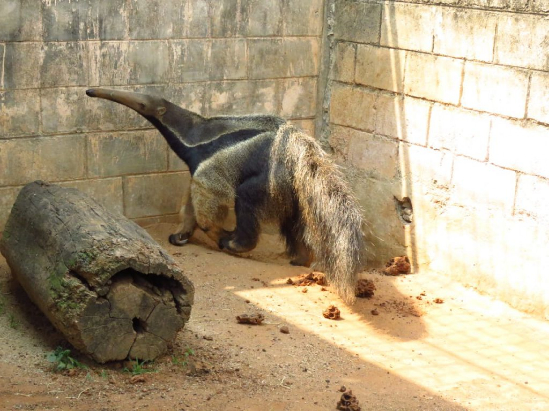 O dia mundial do Tamanduá é celebrado em 19 de novembro