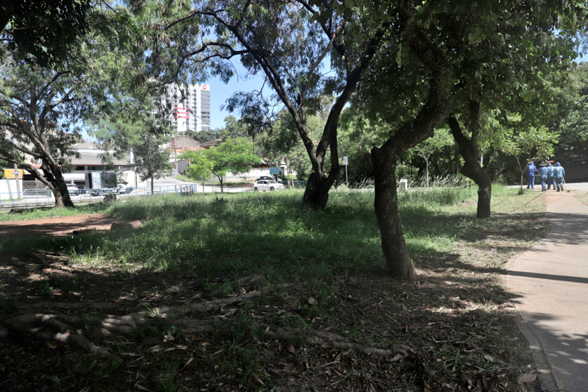 Manutenção foi iniciada na praça Álvaro Jacob, onde vizinhos denunciam infestação 
