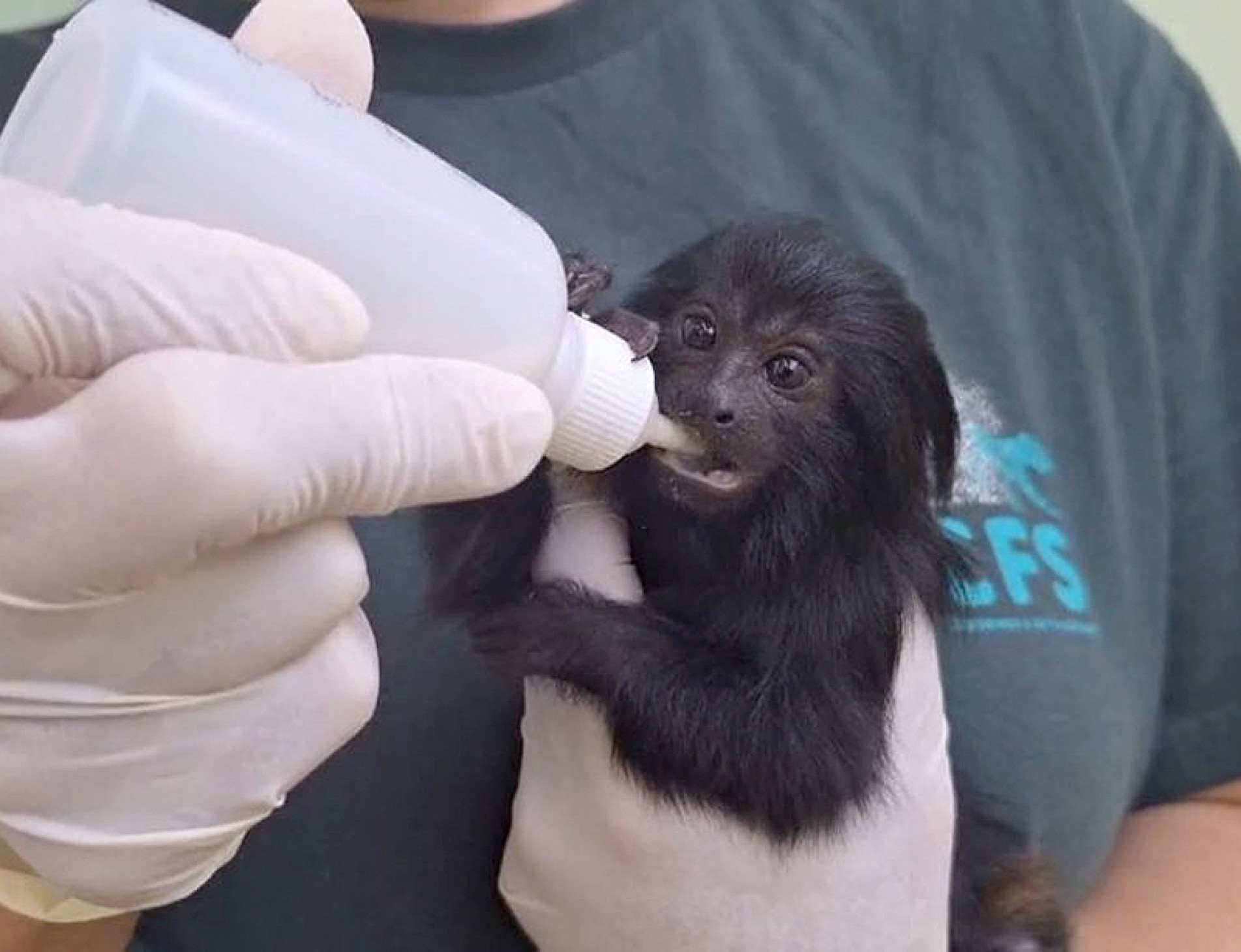 Animais ameaçados de extinção
