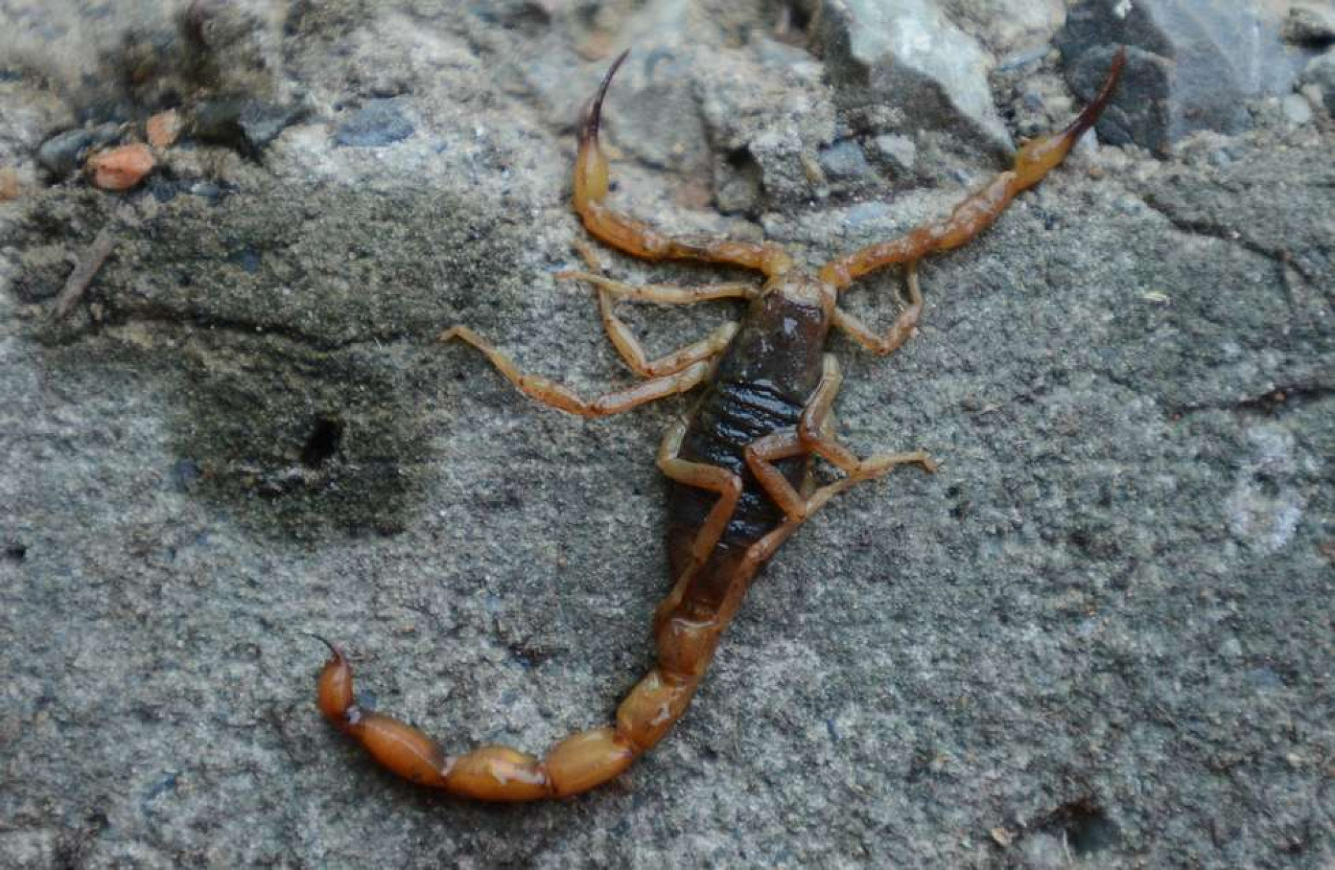 Serão colocadas armadilhas para os escorpiões em pontos estratégicos das áreas públicas 