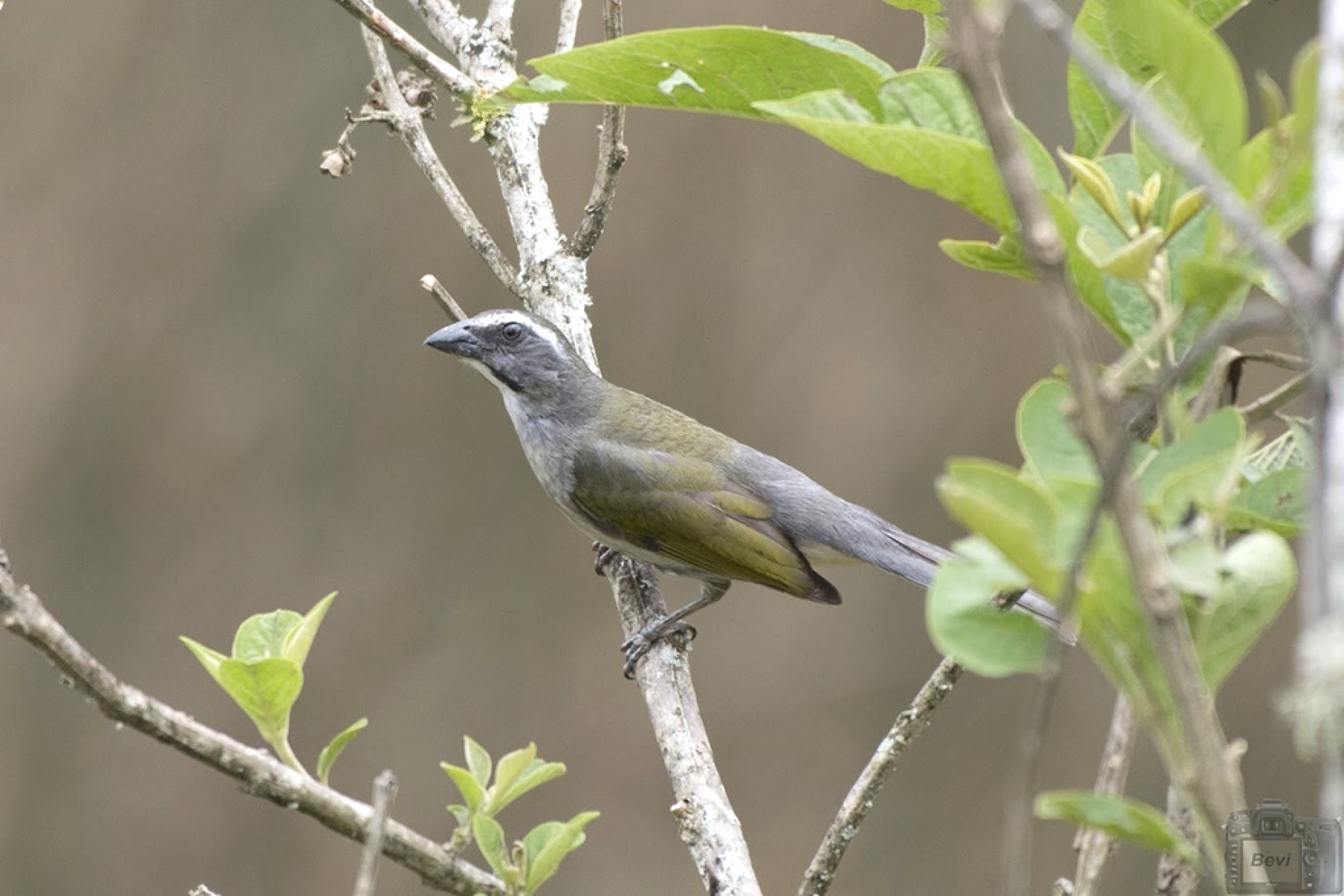 O pássaro tem um dos cantos mais belos
