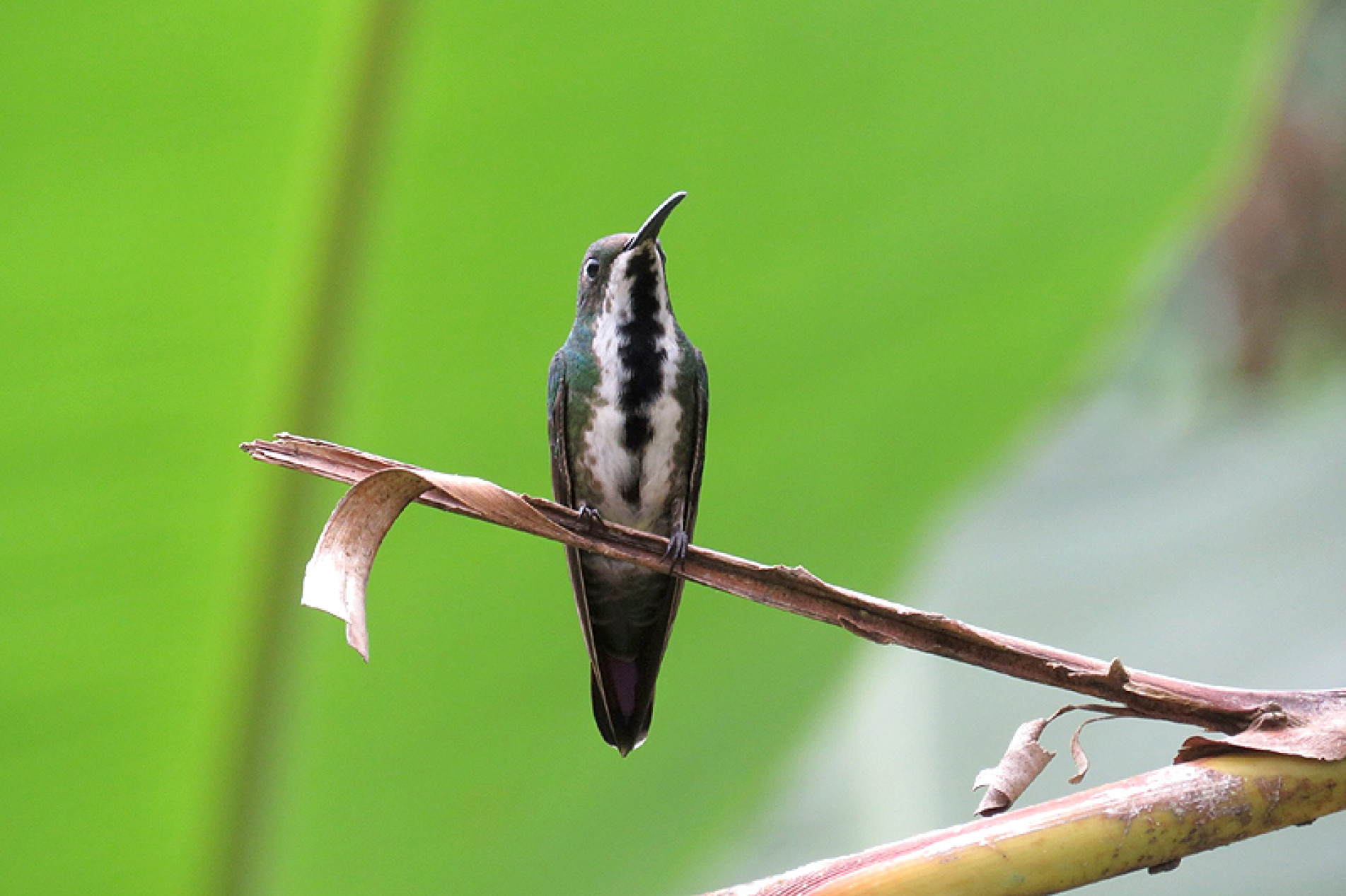 O beija-flor mede entre 11 e 12 centímetros
