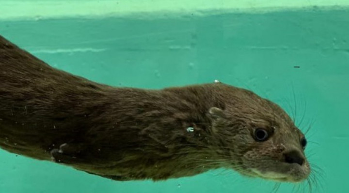 Beatriz Arruda Gallonetti/Sema 