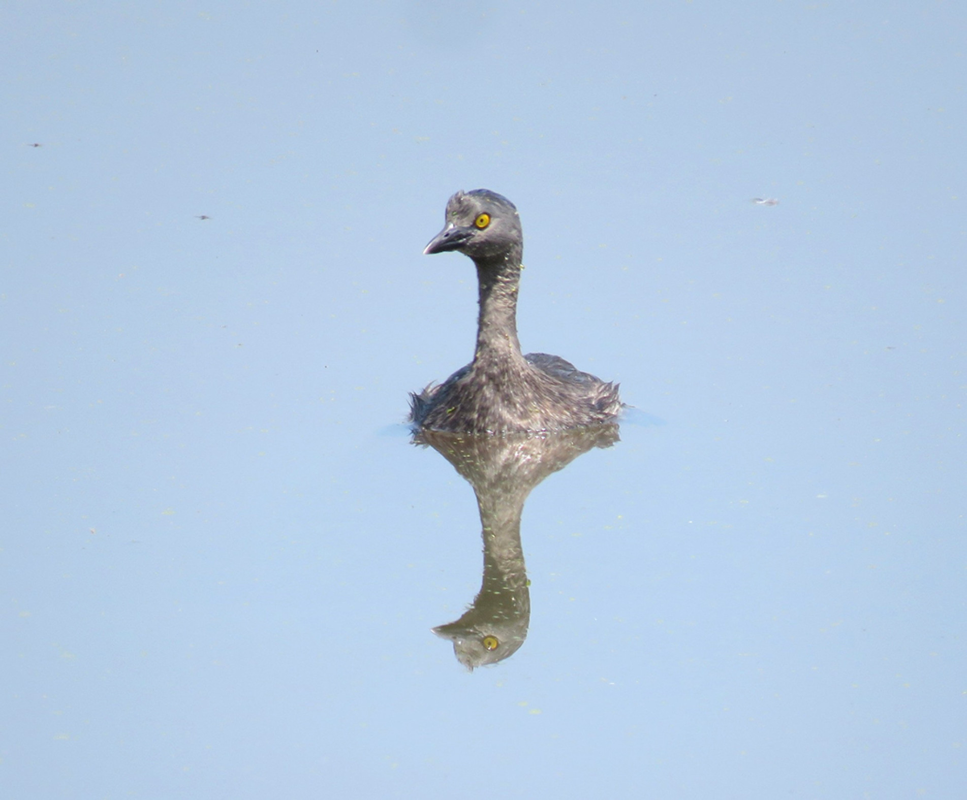 Os olhos do mergulhão se destacam pela cor amarelo-ouro
