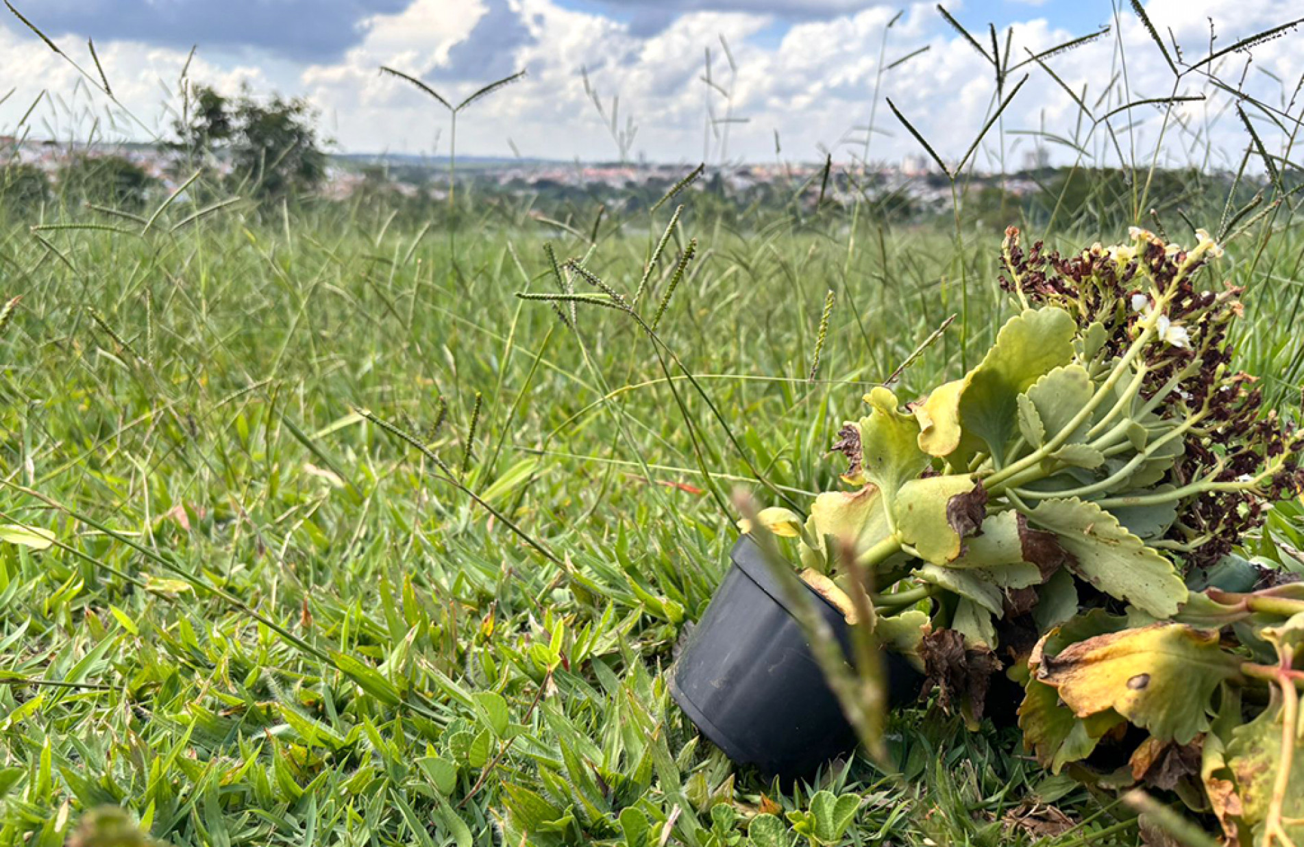 No Santo Antônio, há mato alto que impede a chegada às sepulturas
