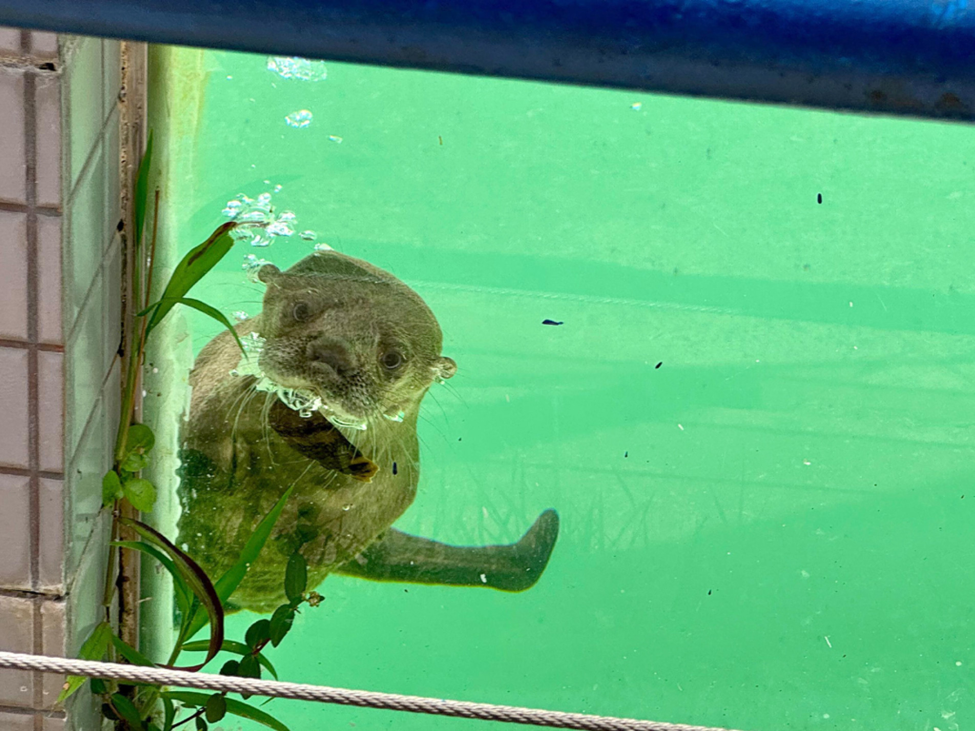 Já habituado à cidade, animal é encontrado recém-nascido e órfão em São José dos Campos
