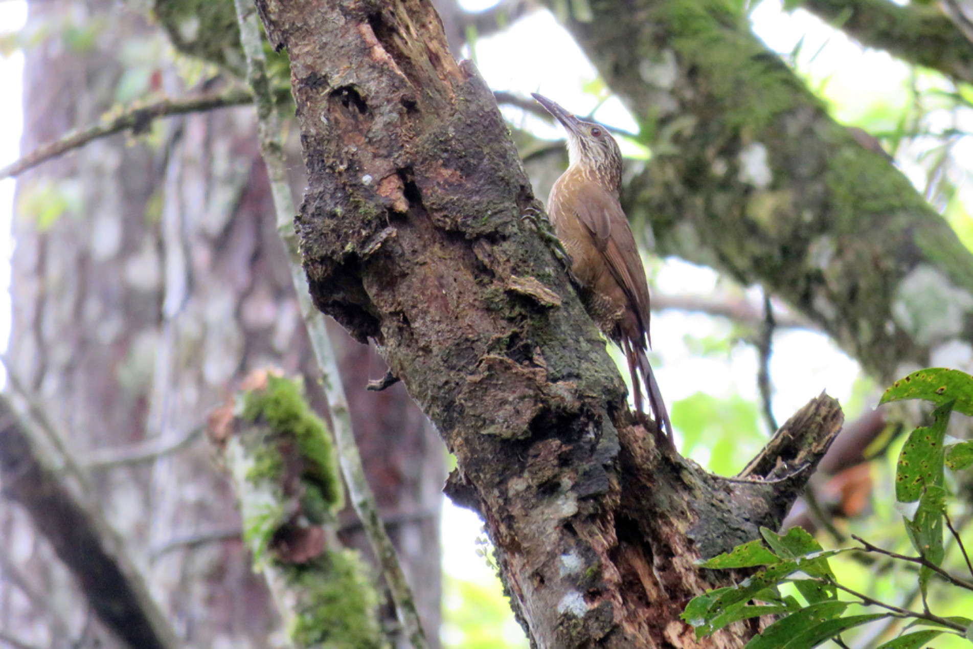 Ave de bico preto, longo e curvado
