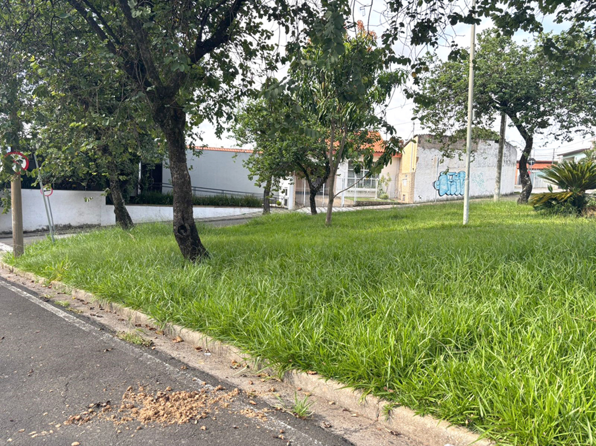 O local está com mato alto, o que causa proliferação de animais; moradores de rua dormem no lugar
