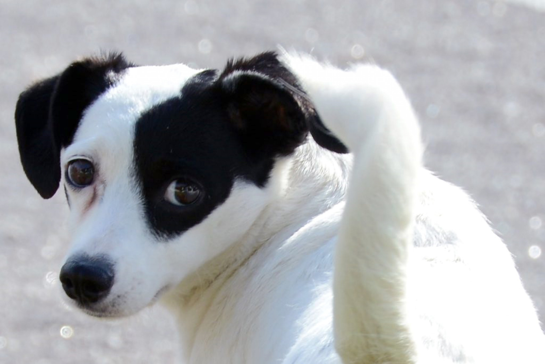 Evento busca conscientizar sorocabanos sobre animais
