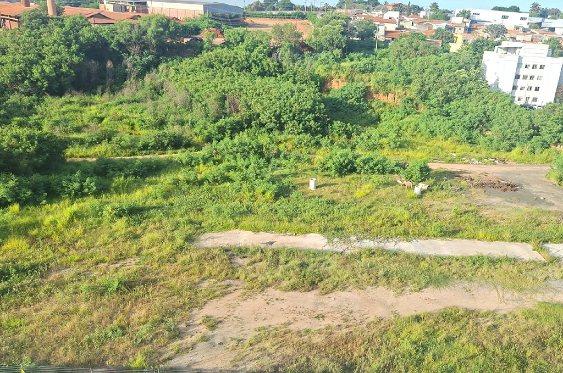 Com mato alto e muito lixo, terreno que abriga os bichos está localizado atrás do residencial
