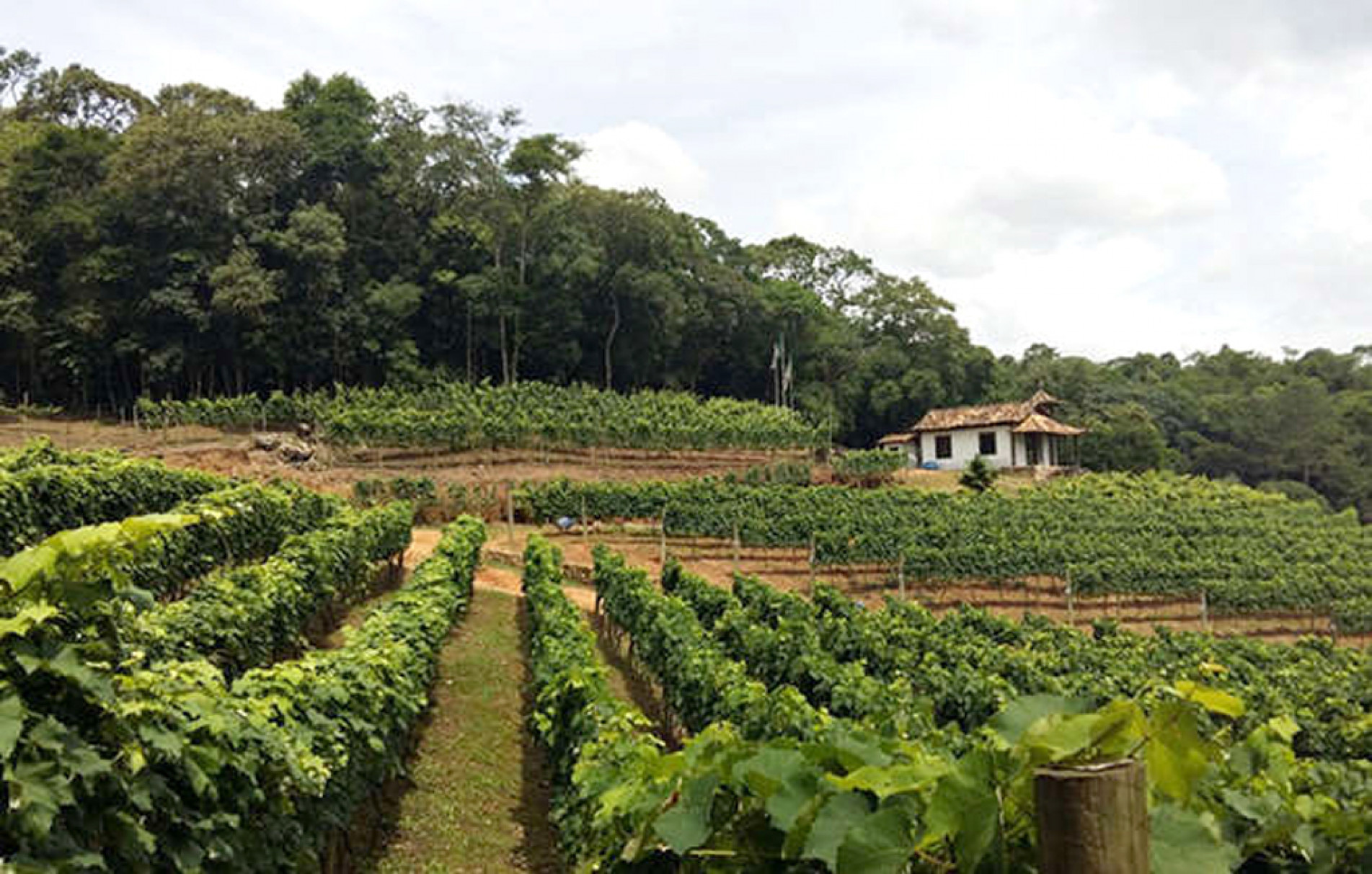  Estrada do Vinho
