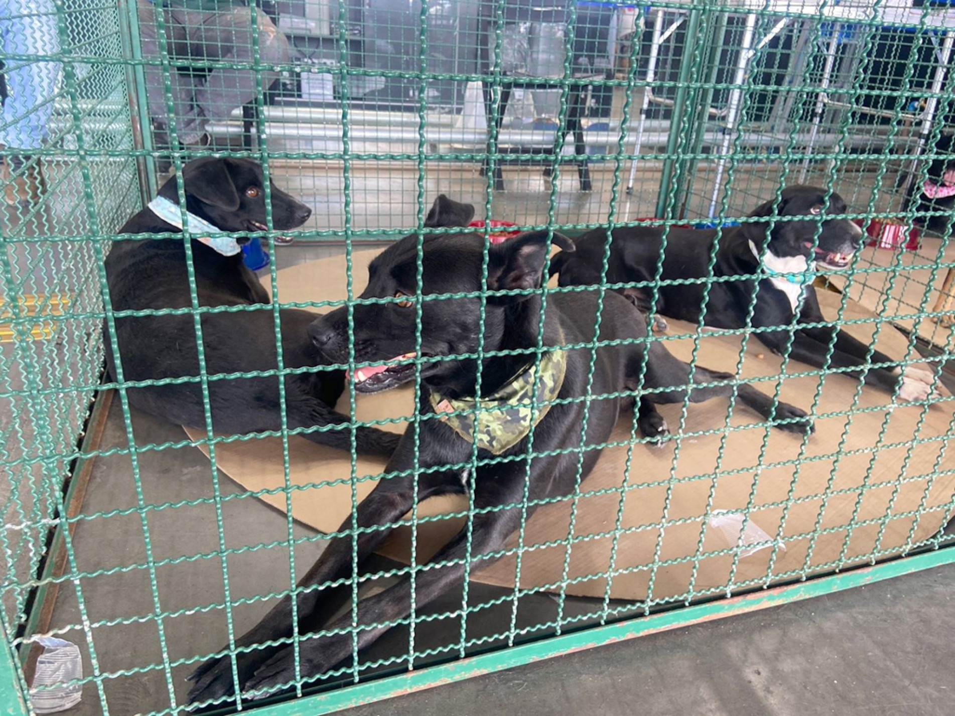 Os animais recebem cuidados veterinários completos para serem adotados
