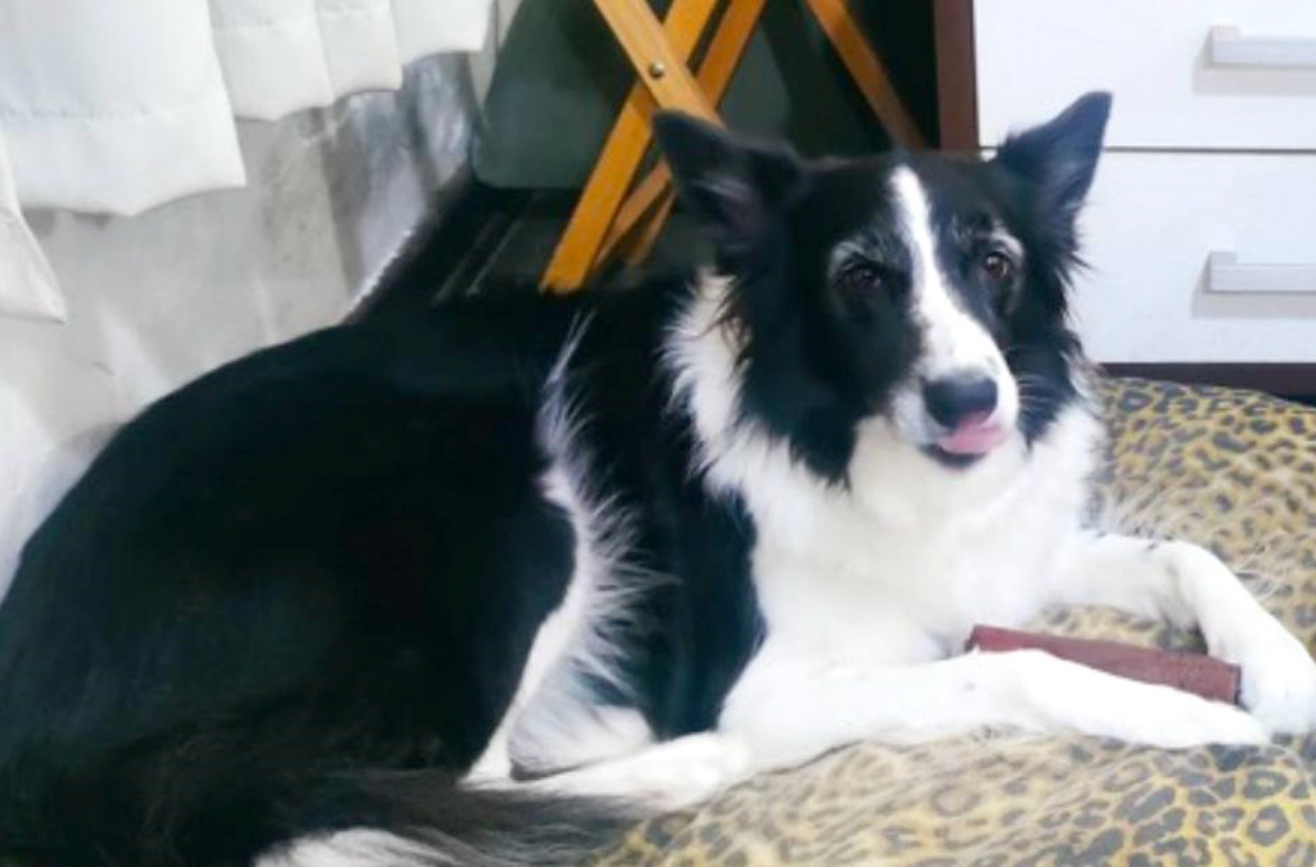 Cão alegre e superinteligente
