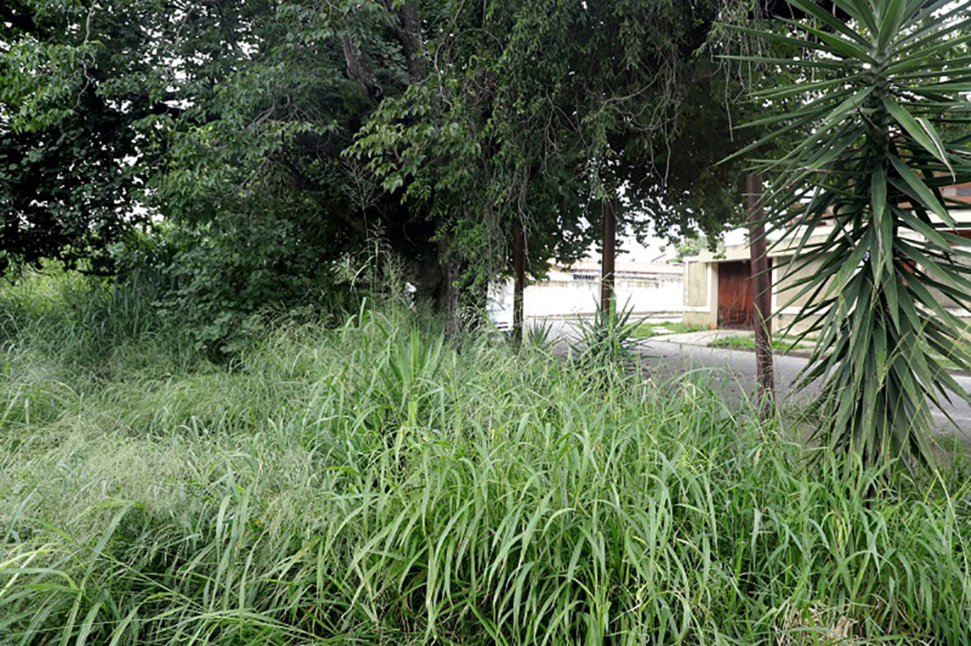 Os especialistas orientam que a melhor maneira de evitar a presença de escorpiões é manter os locais limpos, sem lixo ou entulhos
