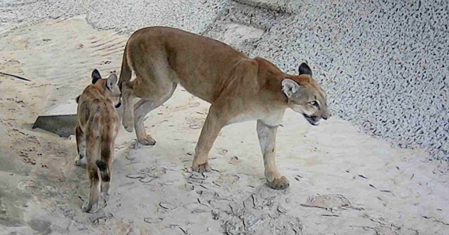 Câmeras da Entrevias registraram uma onça-parda com o seu filhote em passagem de fauna na SP-333 
