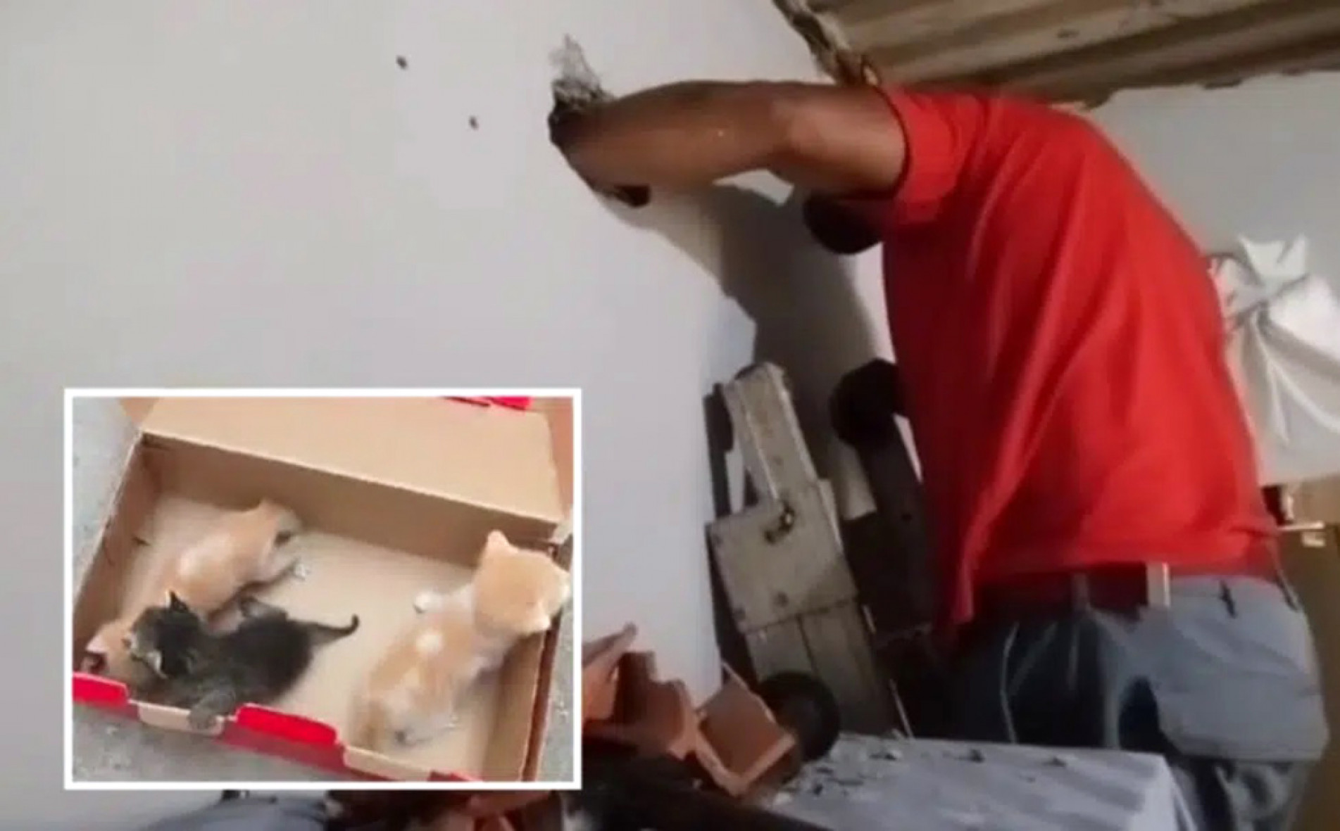 Os gatinhos estavam 
presos dentro de uma parede
