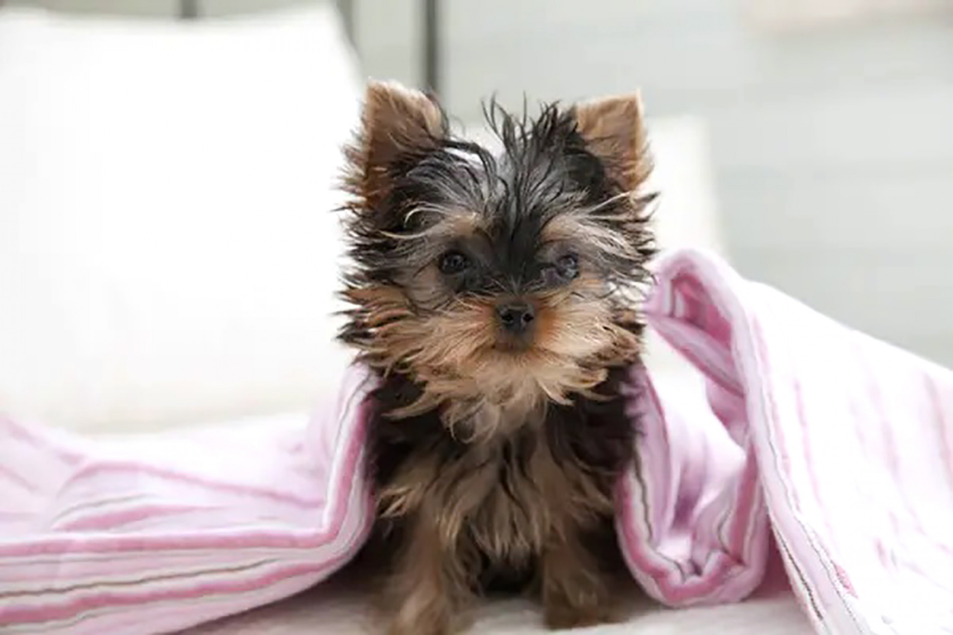 Cãezinhos
cheios de
energia e
superprotetores
