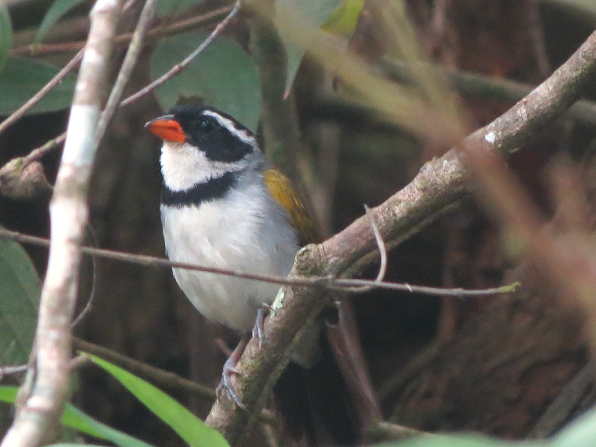 O bico laranja dessa ave é o que
mais chama a atenção 
