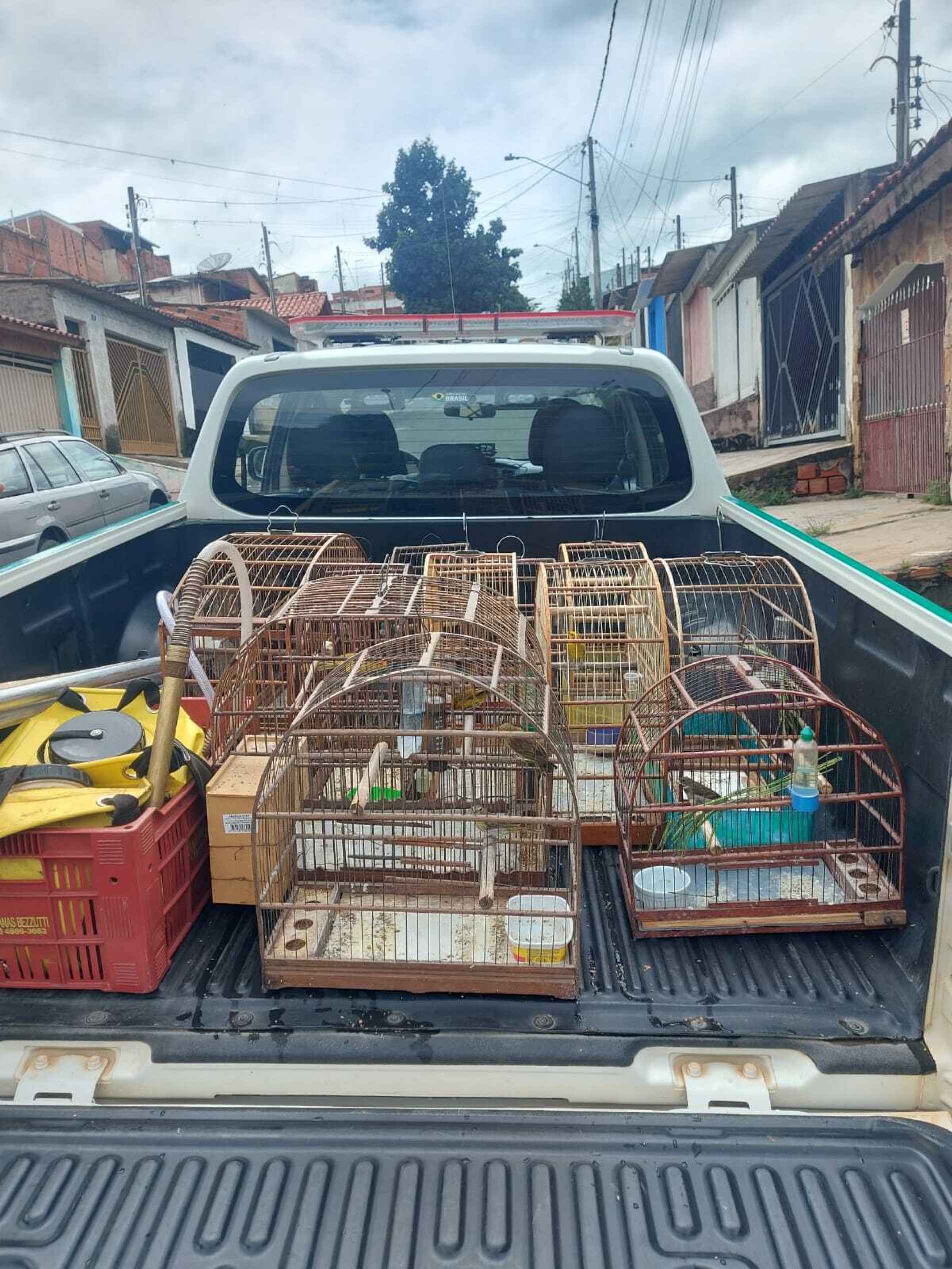 O proprietário não tinha a documentação das aves silvestres para mantê-las em casa