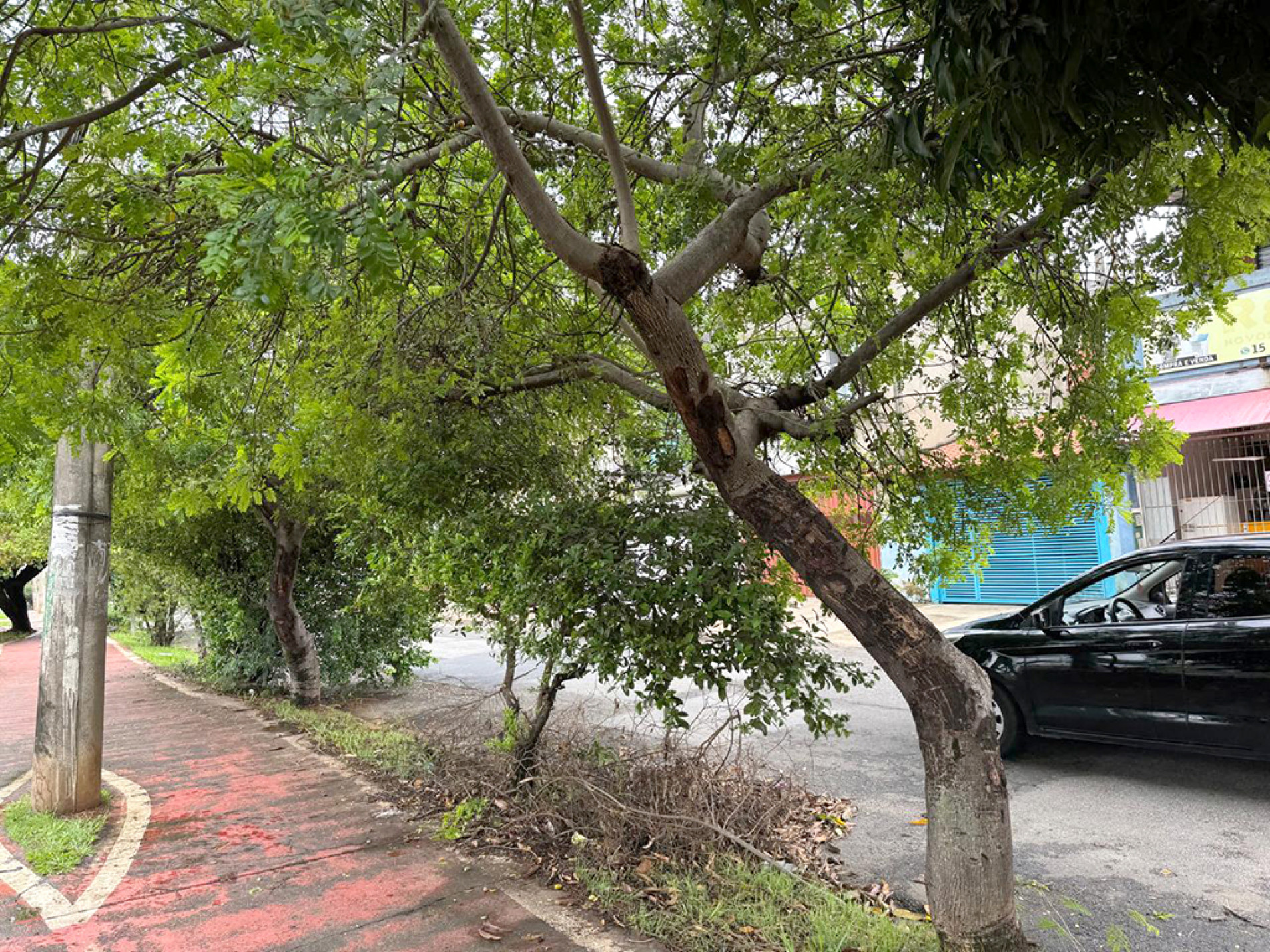 Galhos de árvores dificultam visibilidade de motoristas e passagem de pedestres
