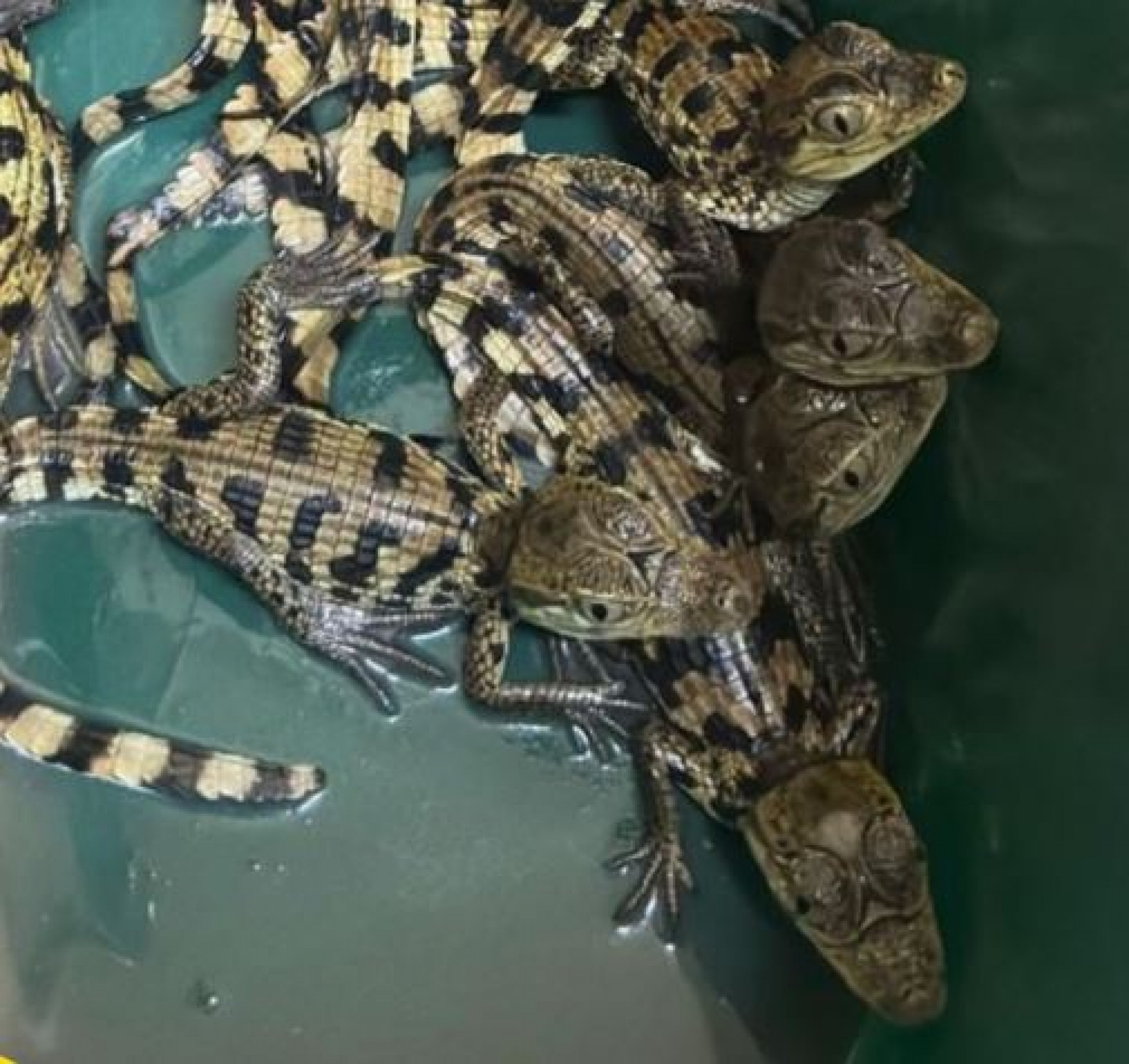 No carro estavam seis macacos e 20 jacarés