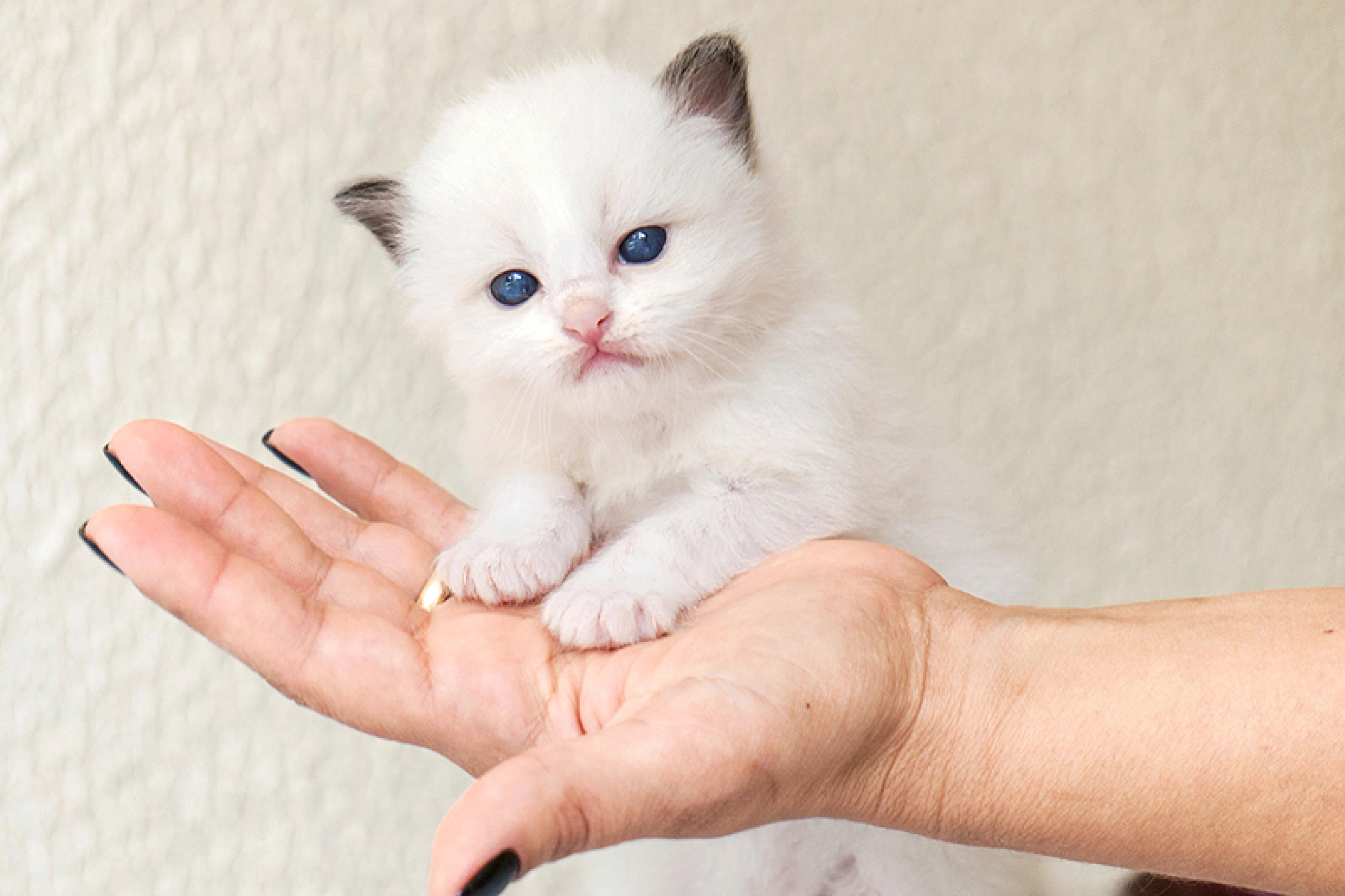 Um filhote
da raça ragdoll
