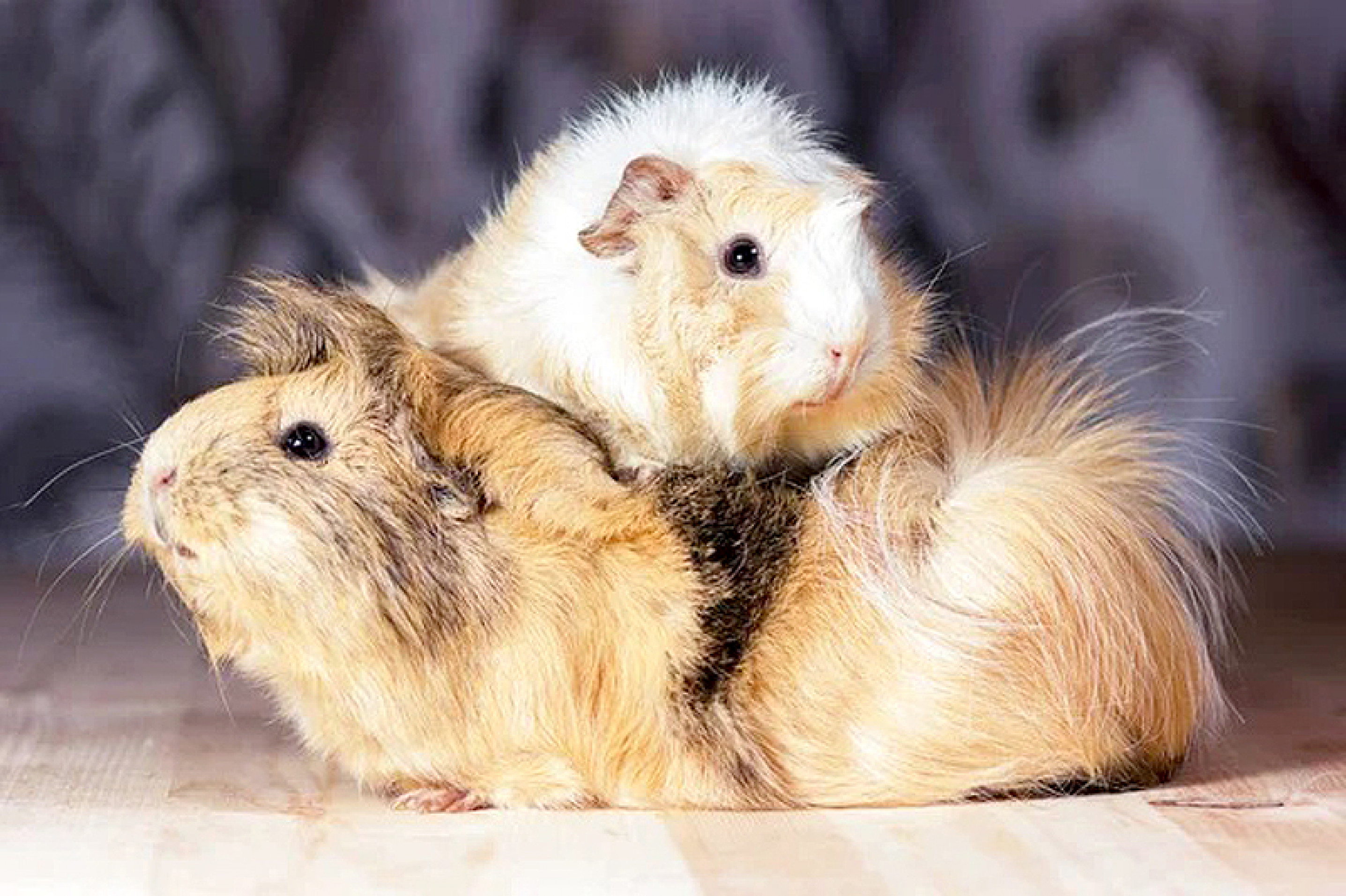 O porquinho-da-índia pesa cerca de 1 kg. Esse bichinho é tímido, por isso a socialização é fundamental
