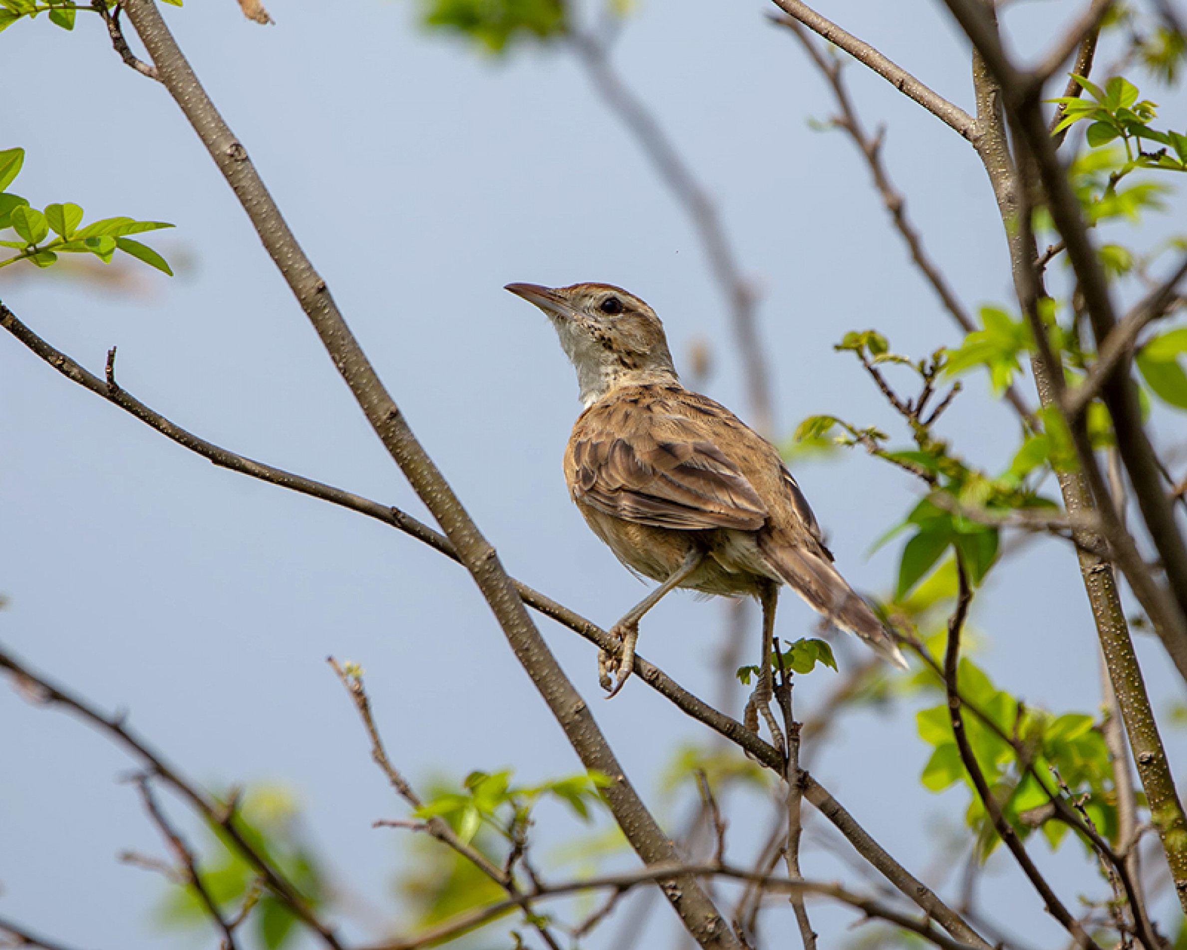 O cochicho é famoso
por construir um dos
maiores ninhos entre os
passarinhos brasileiros
