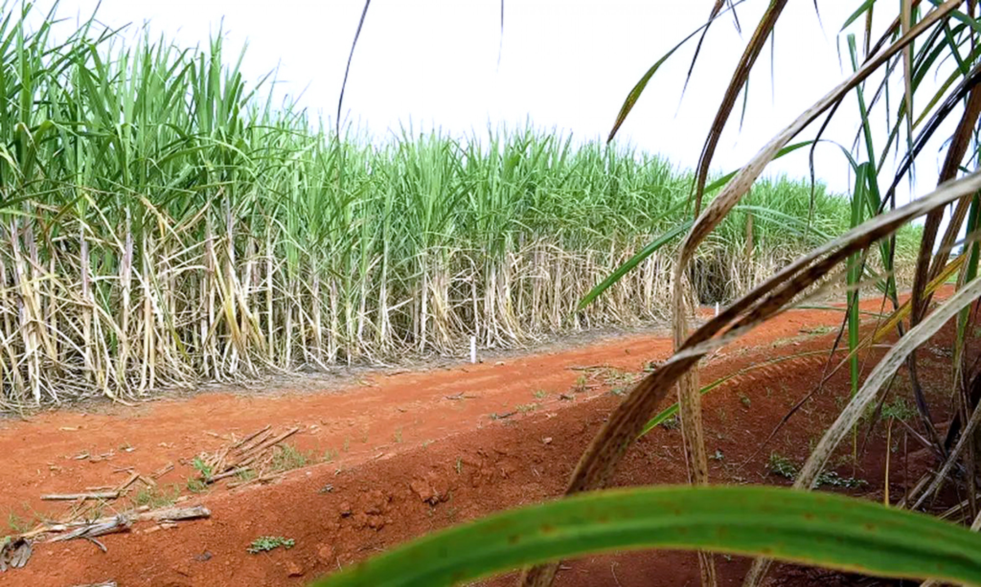 Redução se deve a condições climáticas desfavoráveis 
