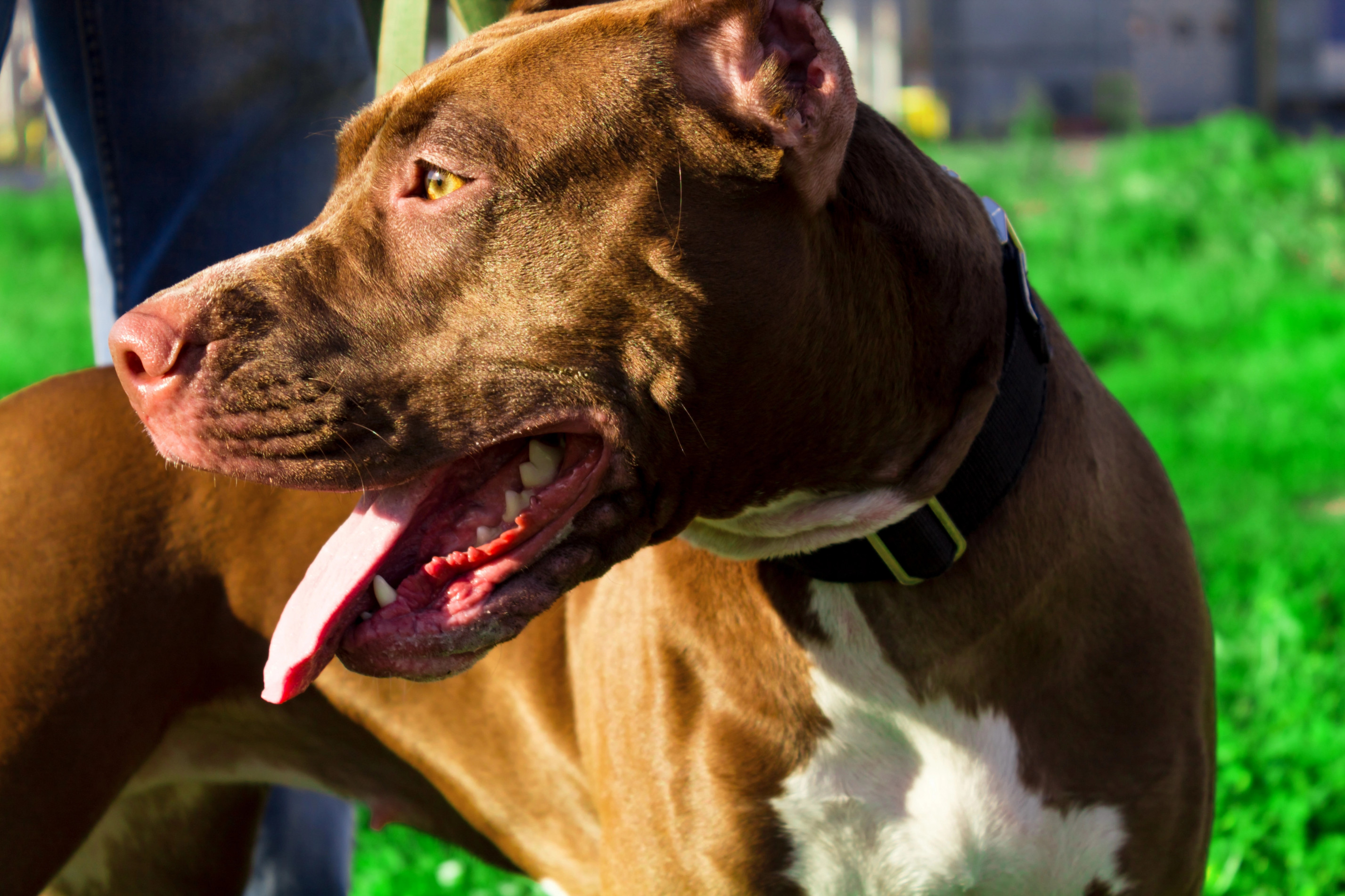 Comportamento do animal também é influenciado por sua história de vida 