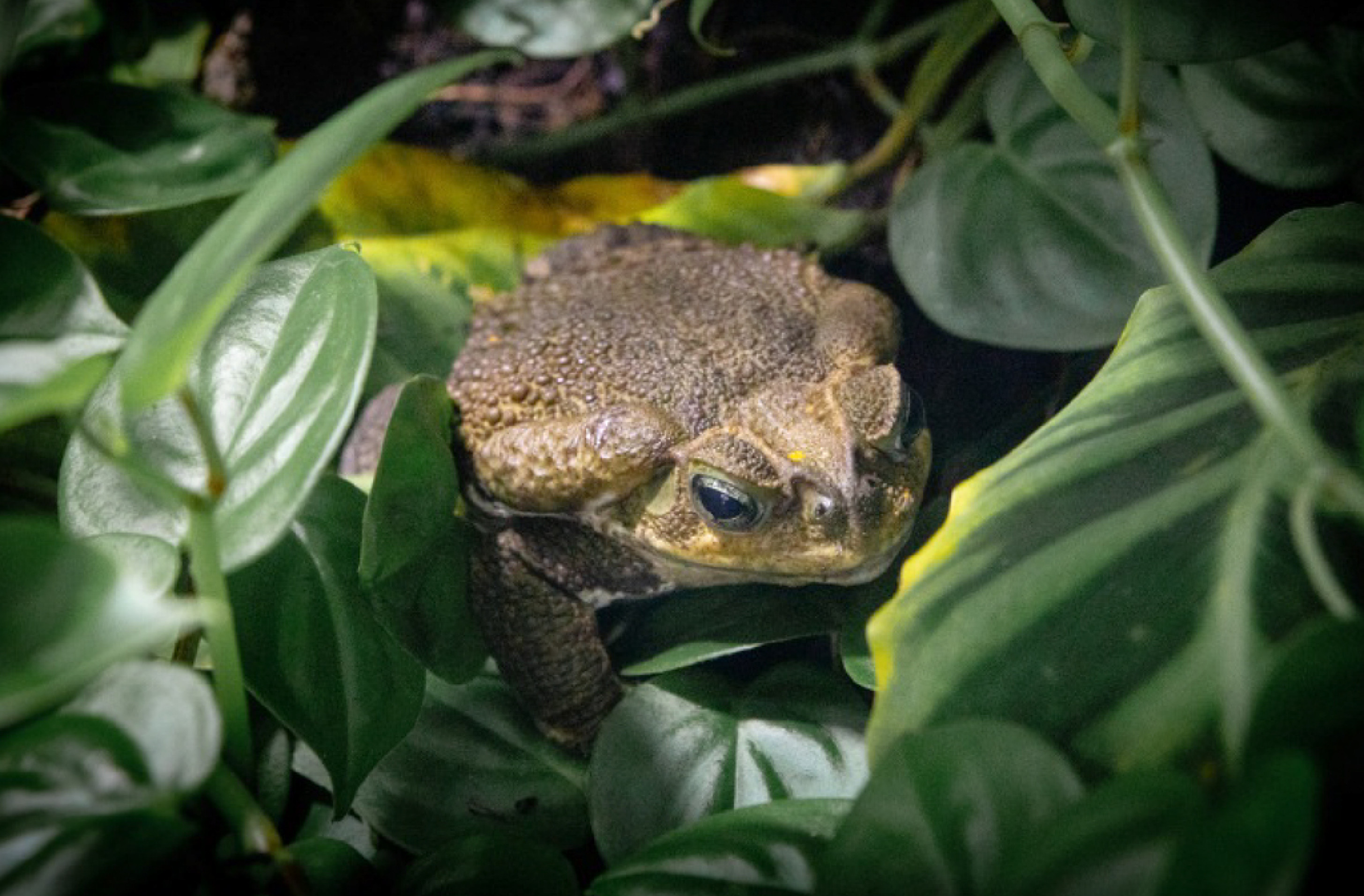 Sapo, rã e perereca são animais diferentes e a rã não é a 