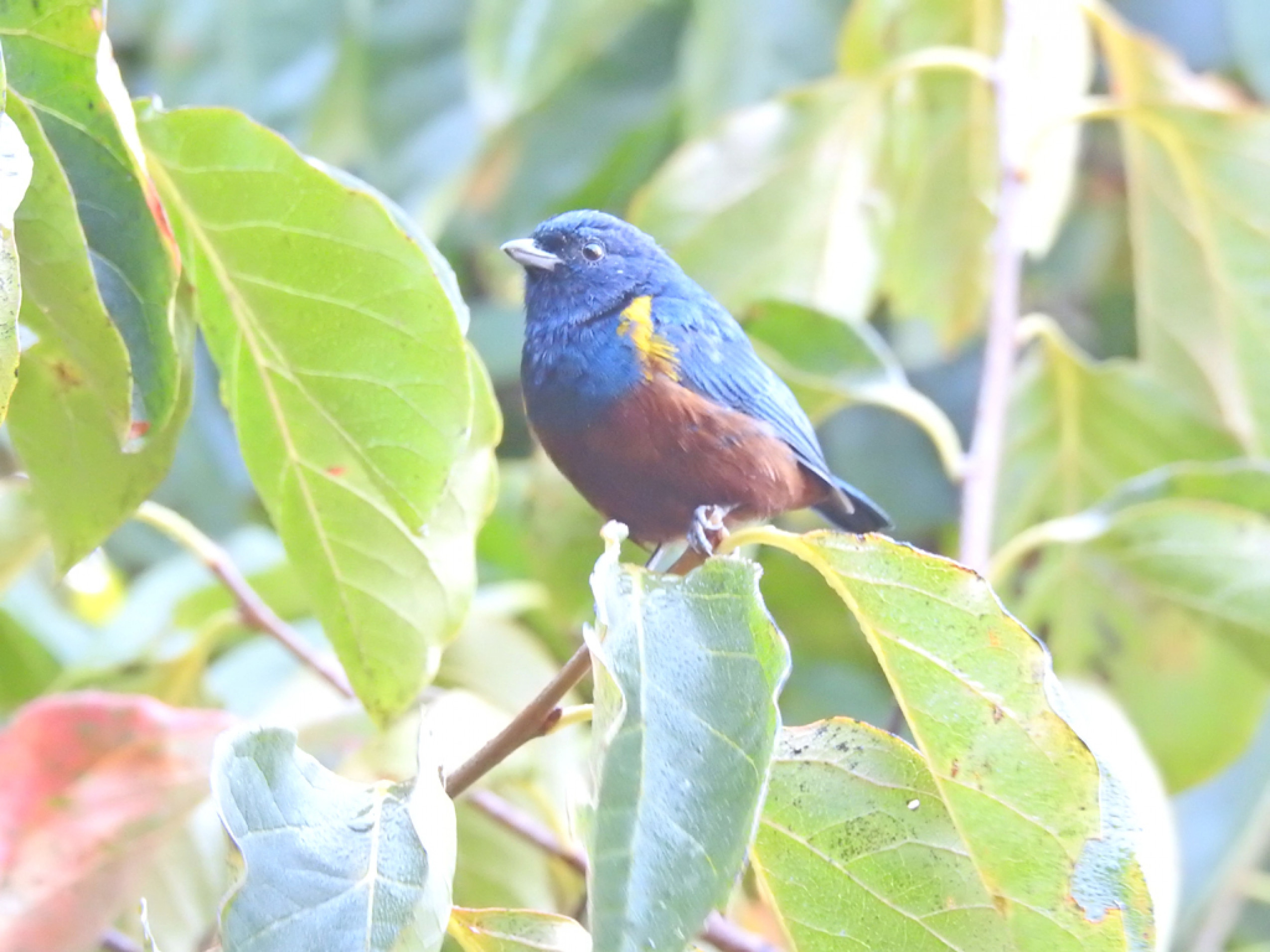 A mamãe ferro-velho põe
de dois a cinco ovos
brancos, e os filhotes
nascem após cerca de 15 dias

